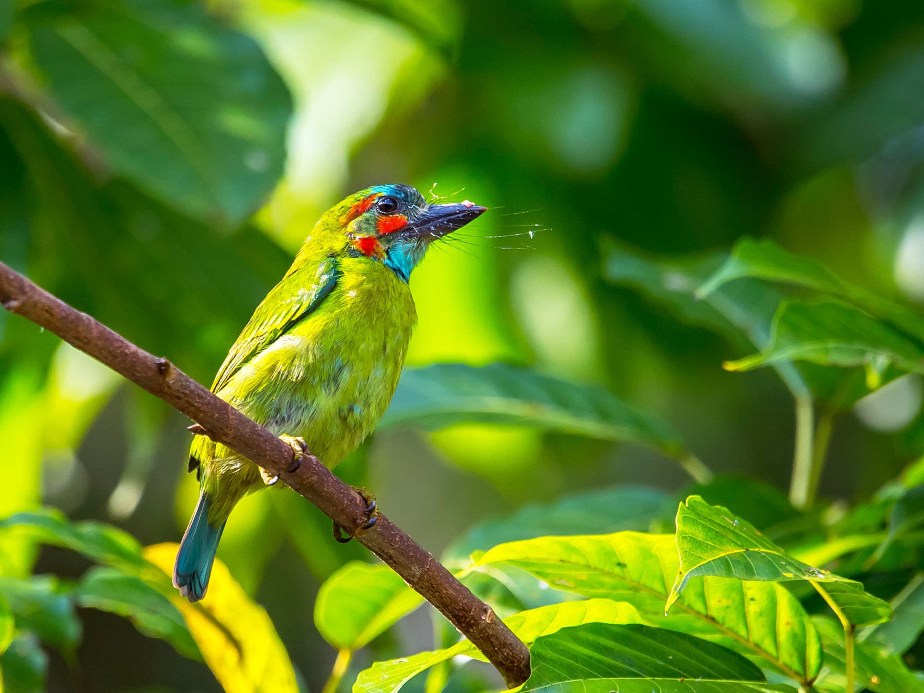 Blue-eared Barbet