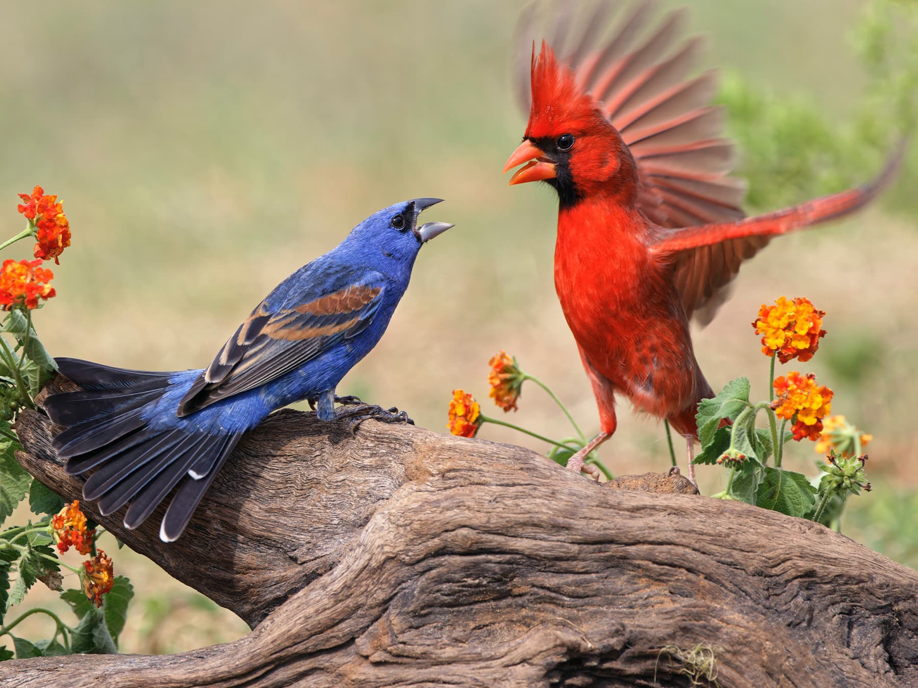 Blue grosbeak and northern cardinal fighting