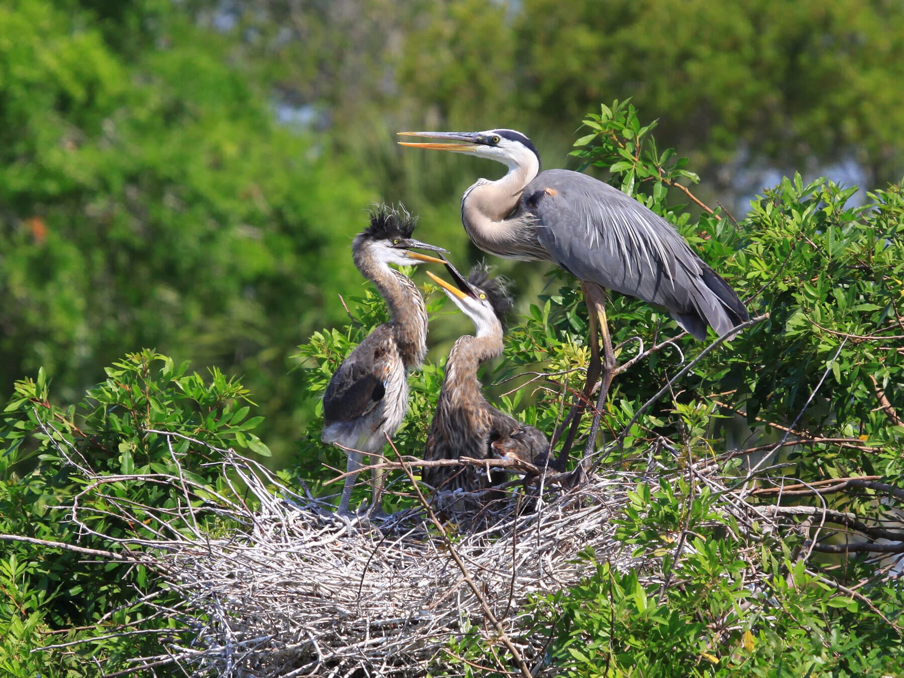 Blue heron chicks
