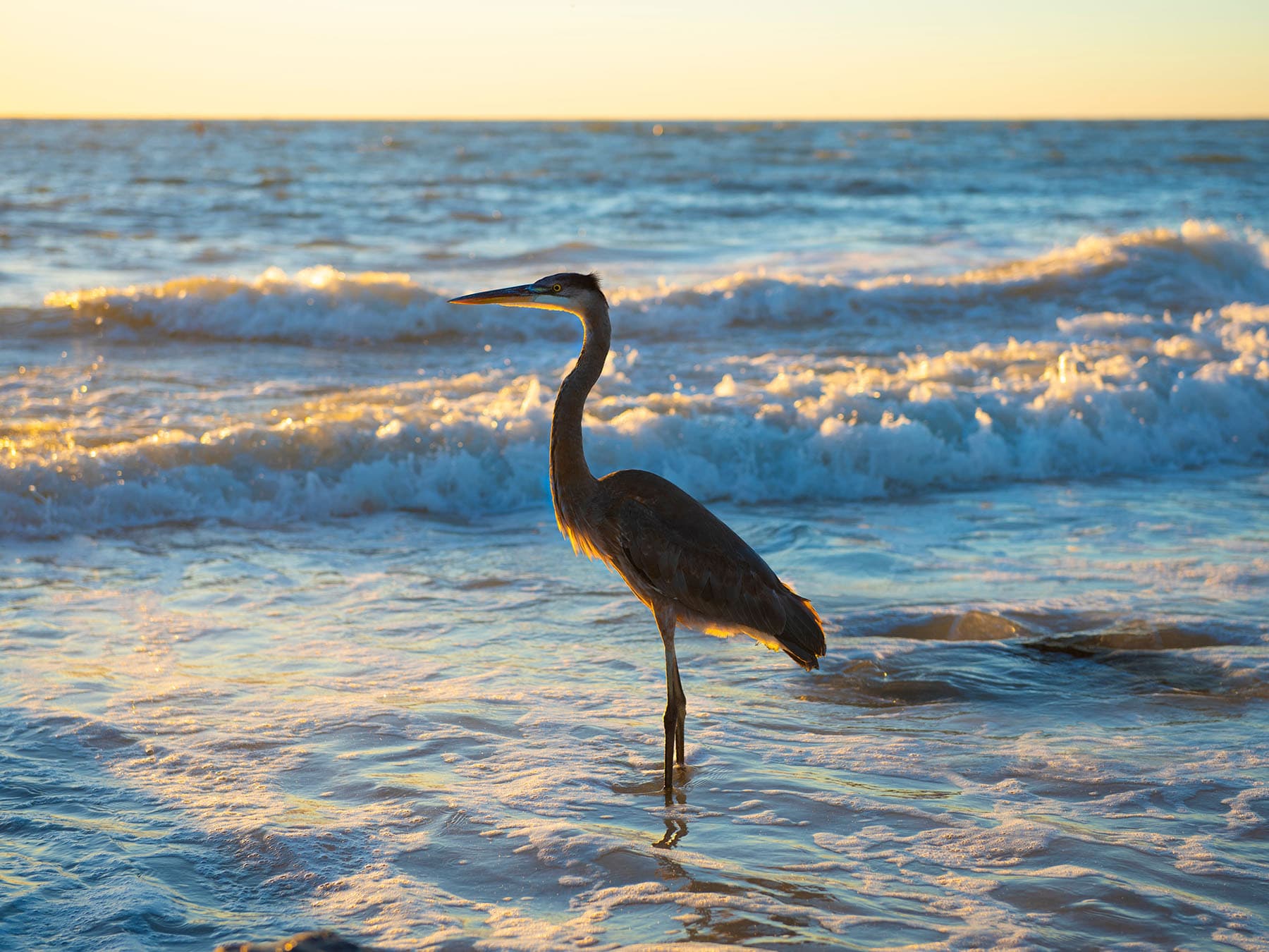 Great Blue Heron fishing in the sea