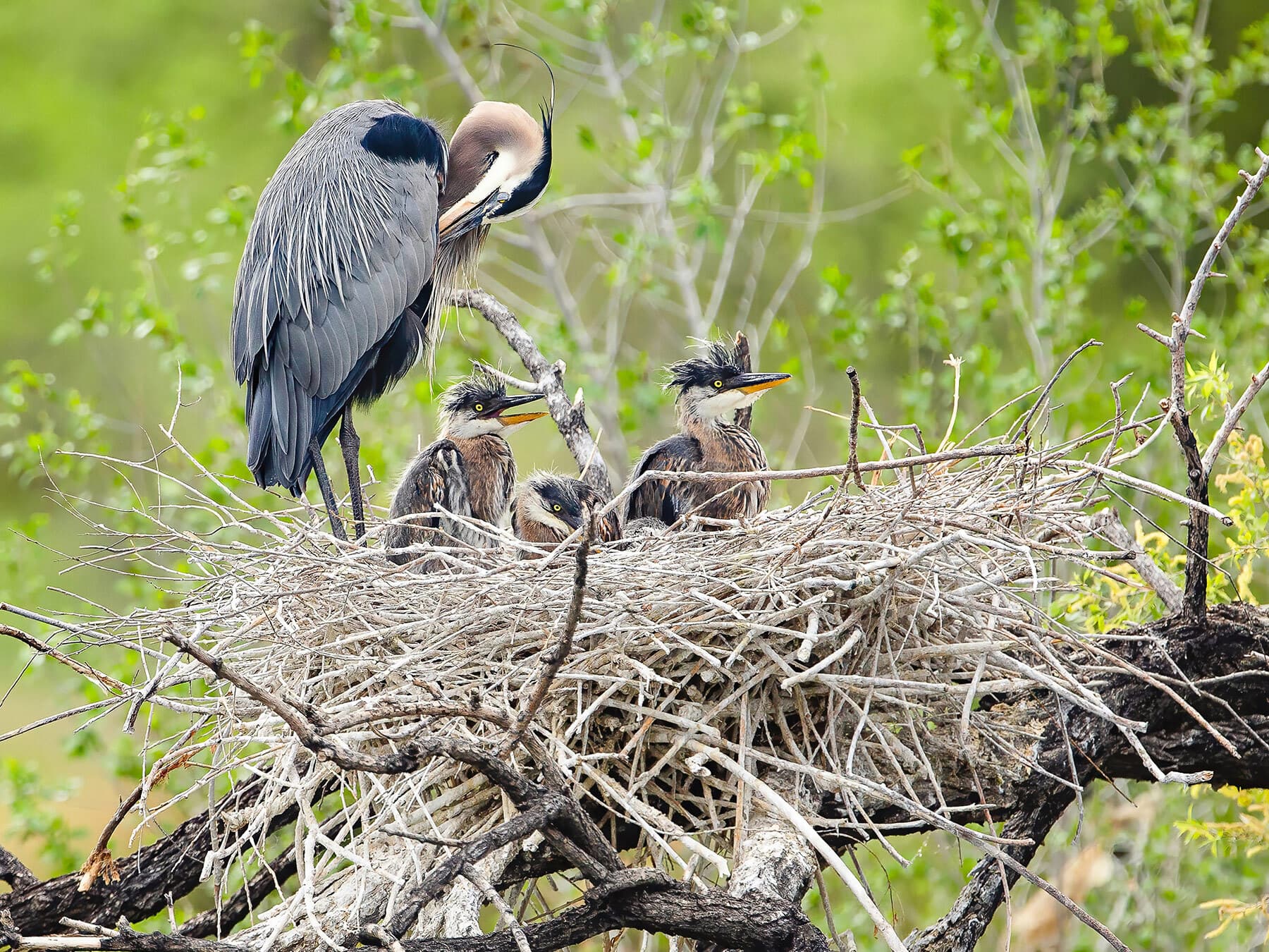 Blue heron nest with chicks