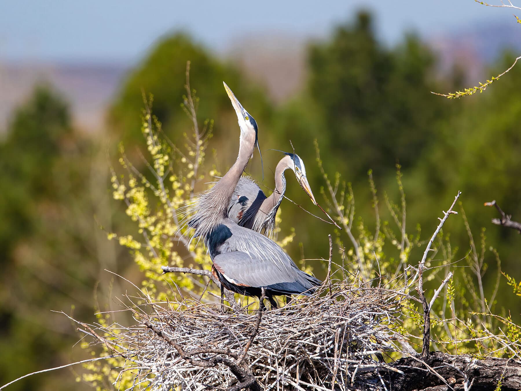 Blue heron nesting pair