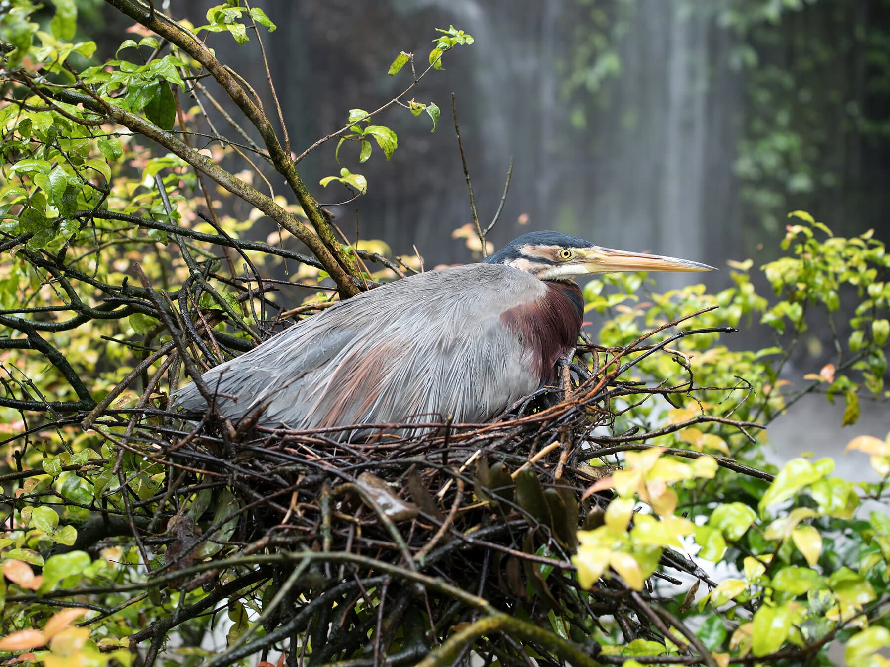 Blue heron sat on nest