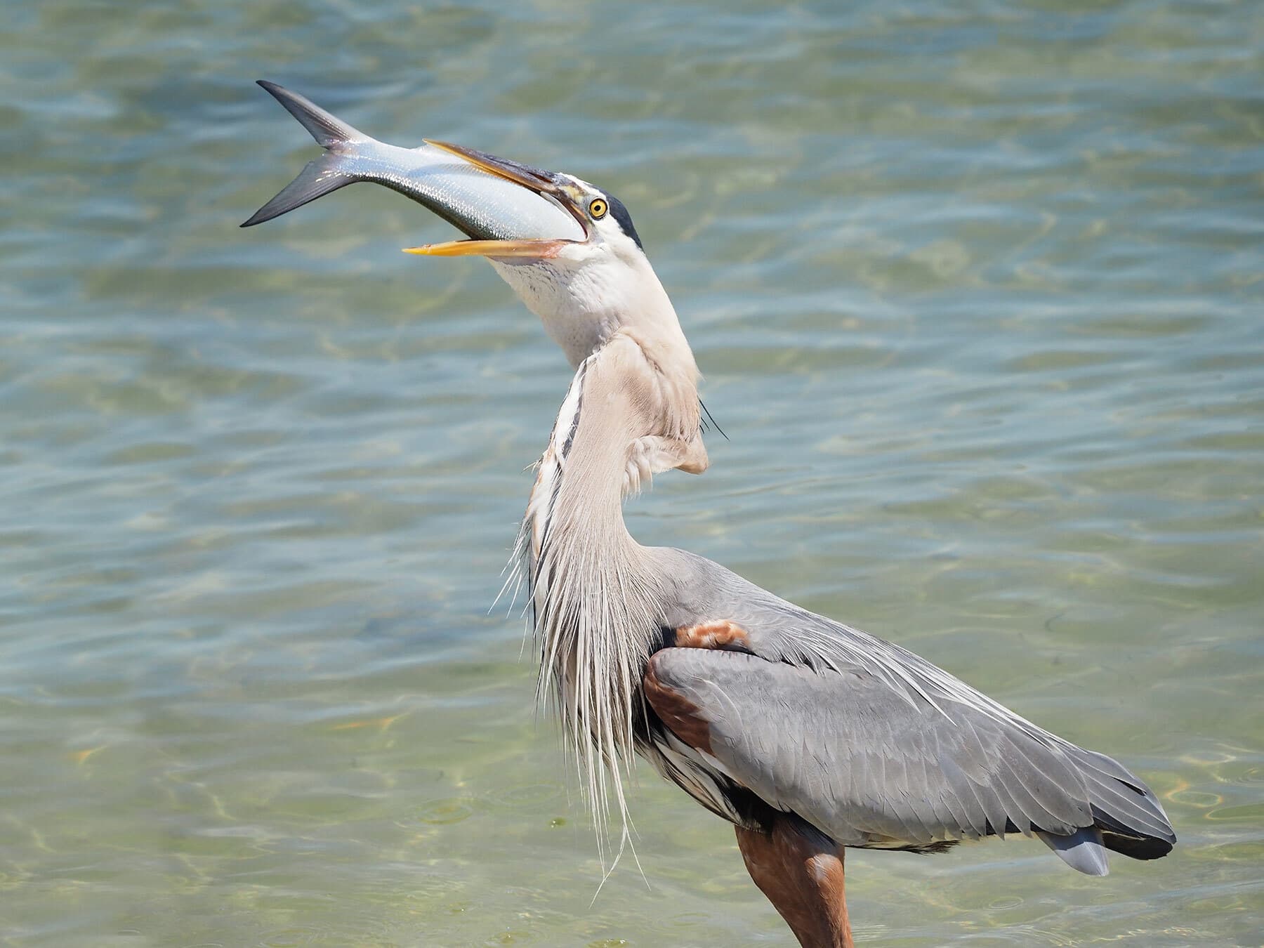 Blue heron swallowing fish