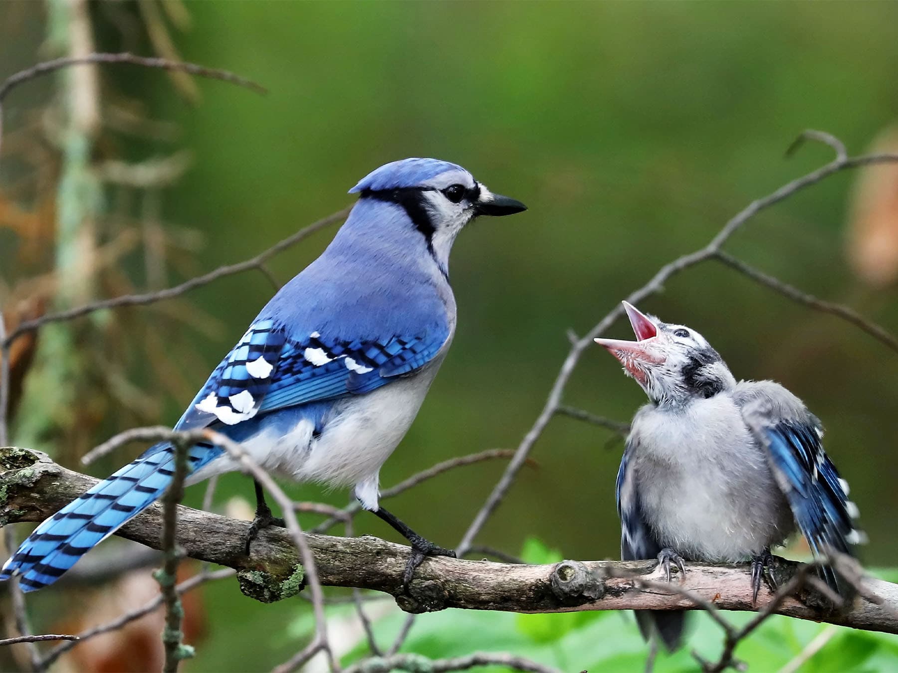 An adult Blue Jay beside a young bird begging with its bill wide open