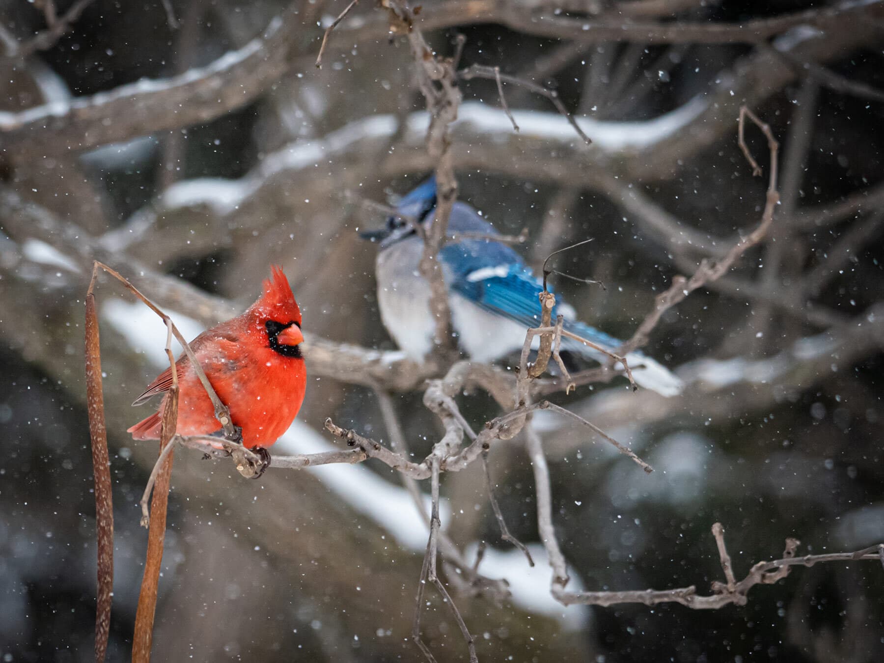 Blue jay and cardinal