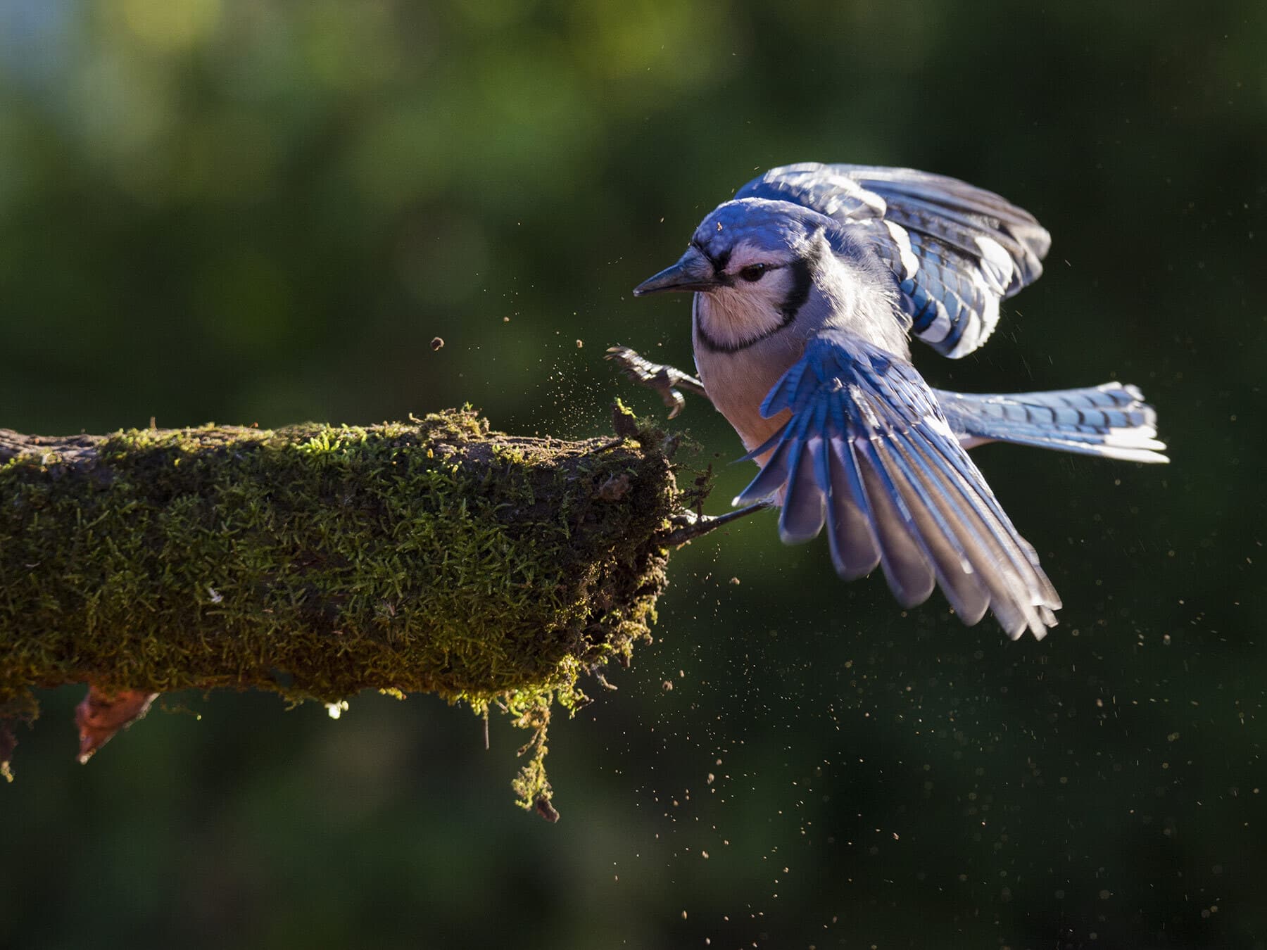 Blue jay autumn