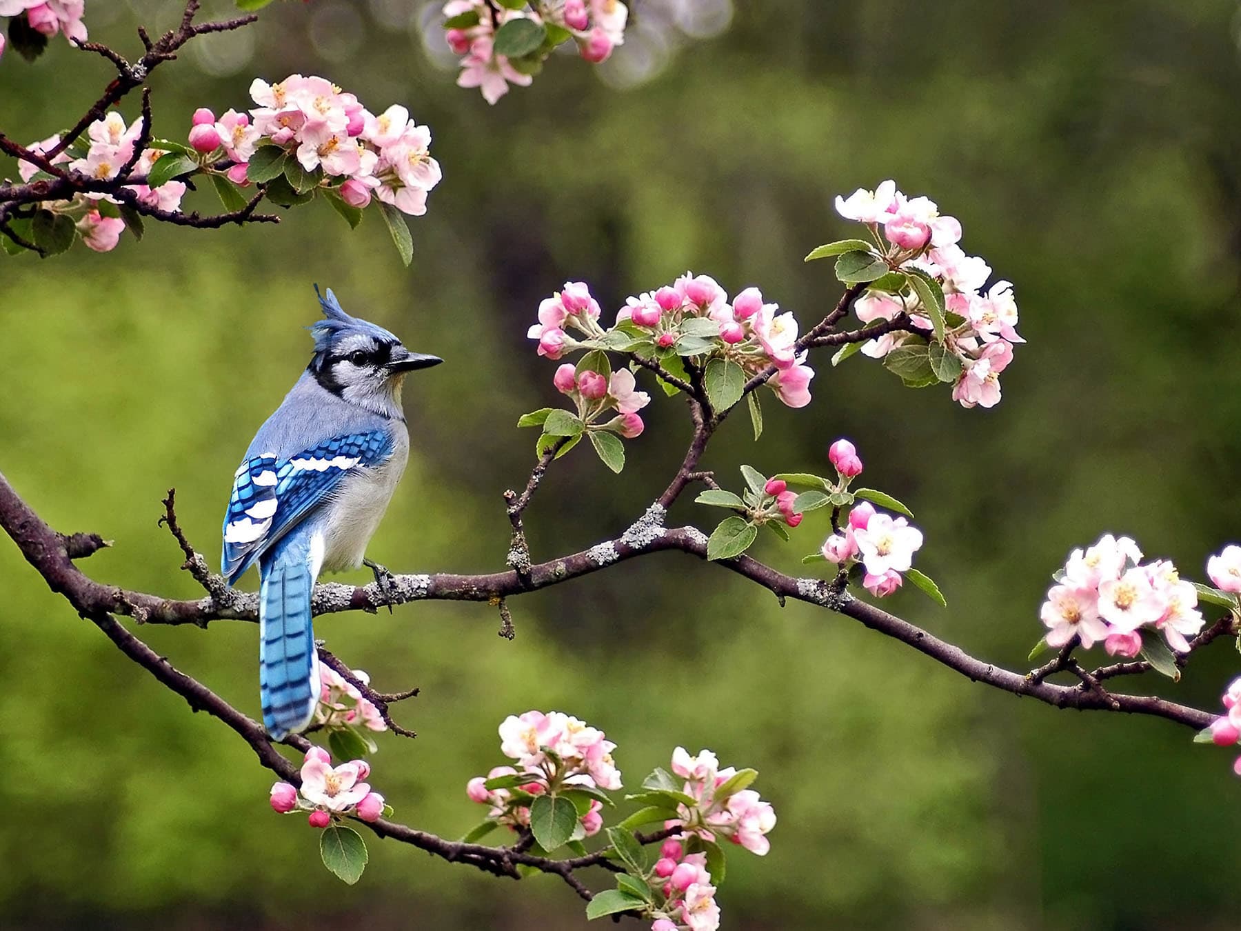 Blue jay cherry blossom
