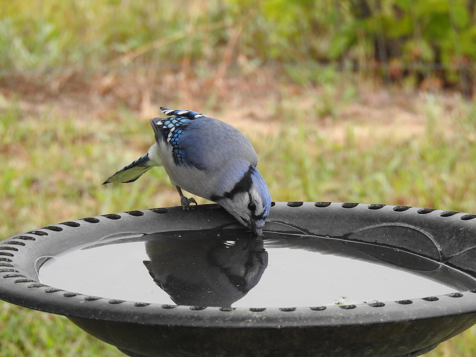 Blue jay drinking water
