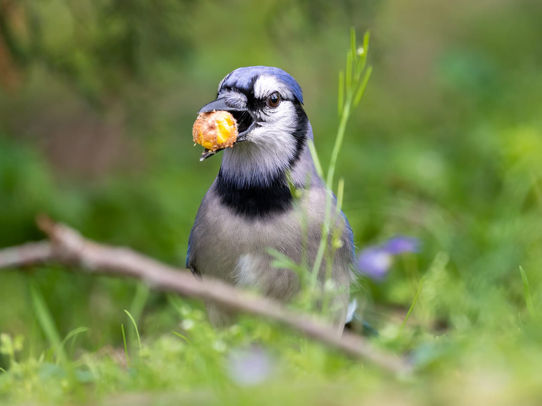 Blue jay eating acorn