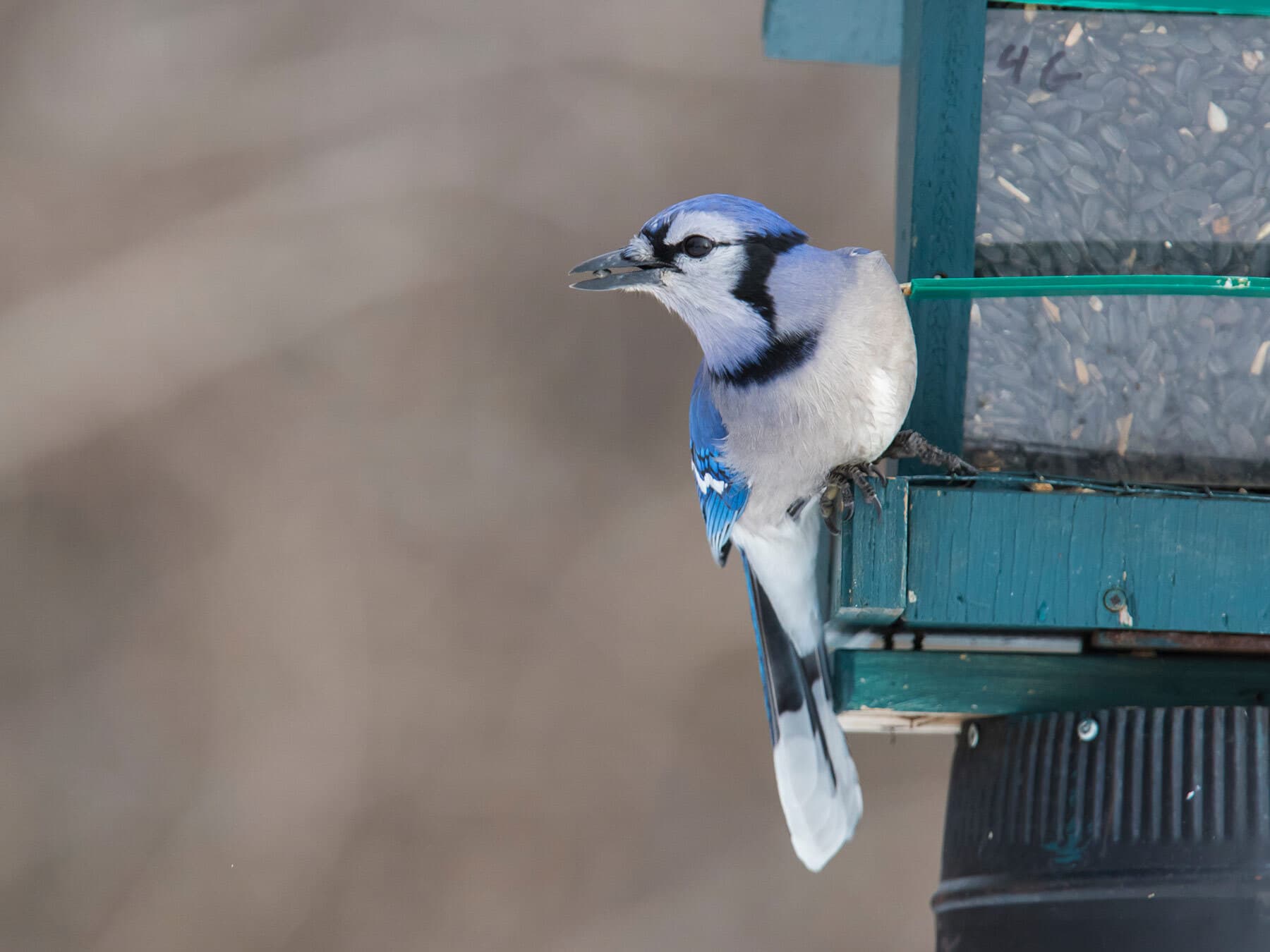 Blue jay eating from feeder