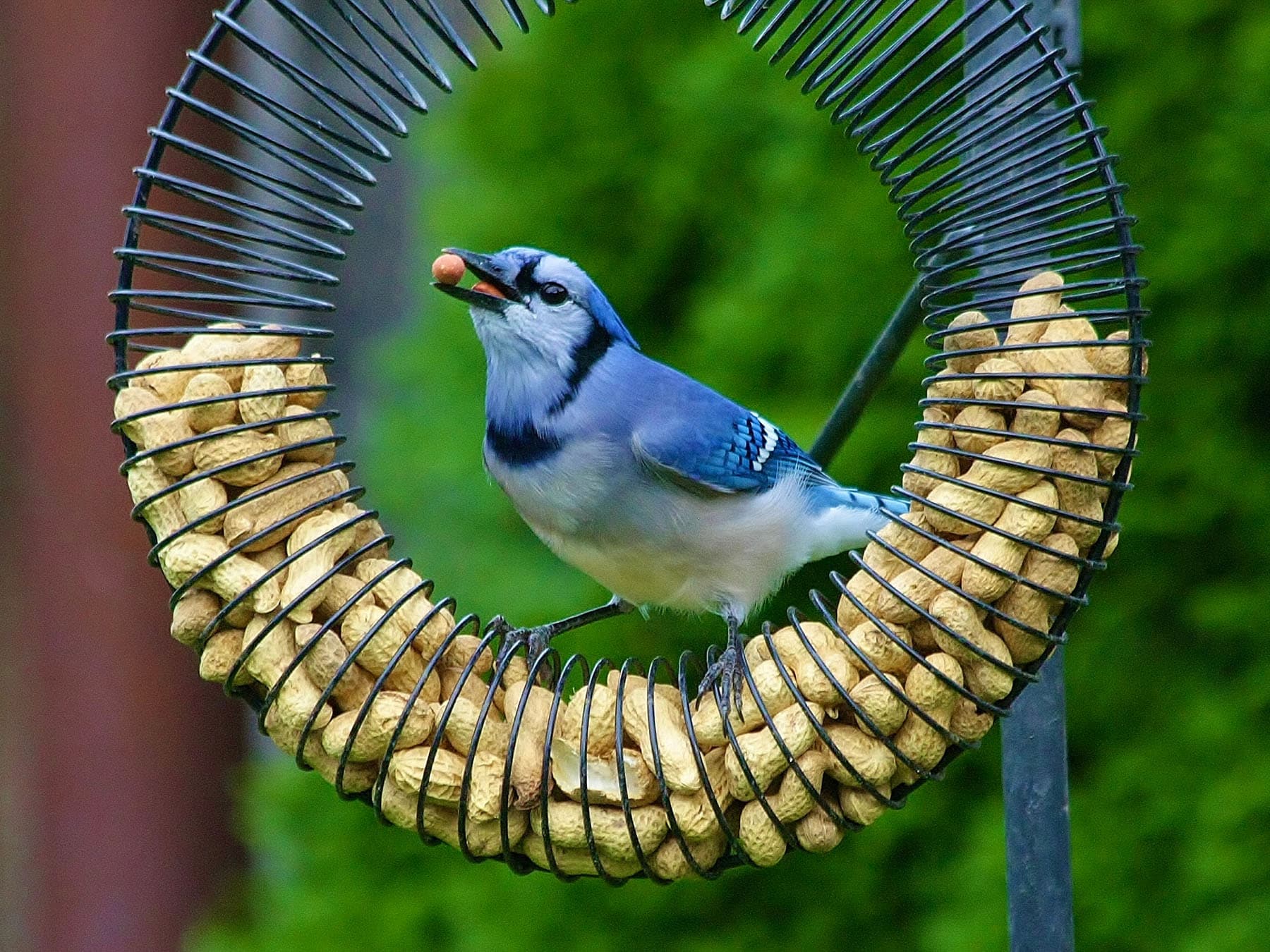 Blue jay eating peanuts
