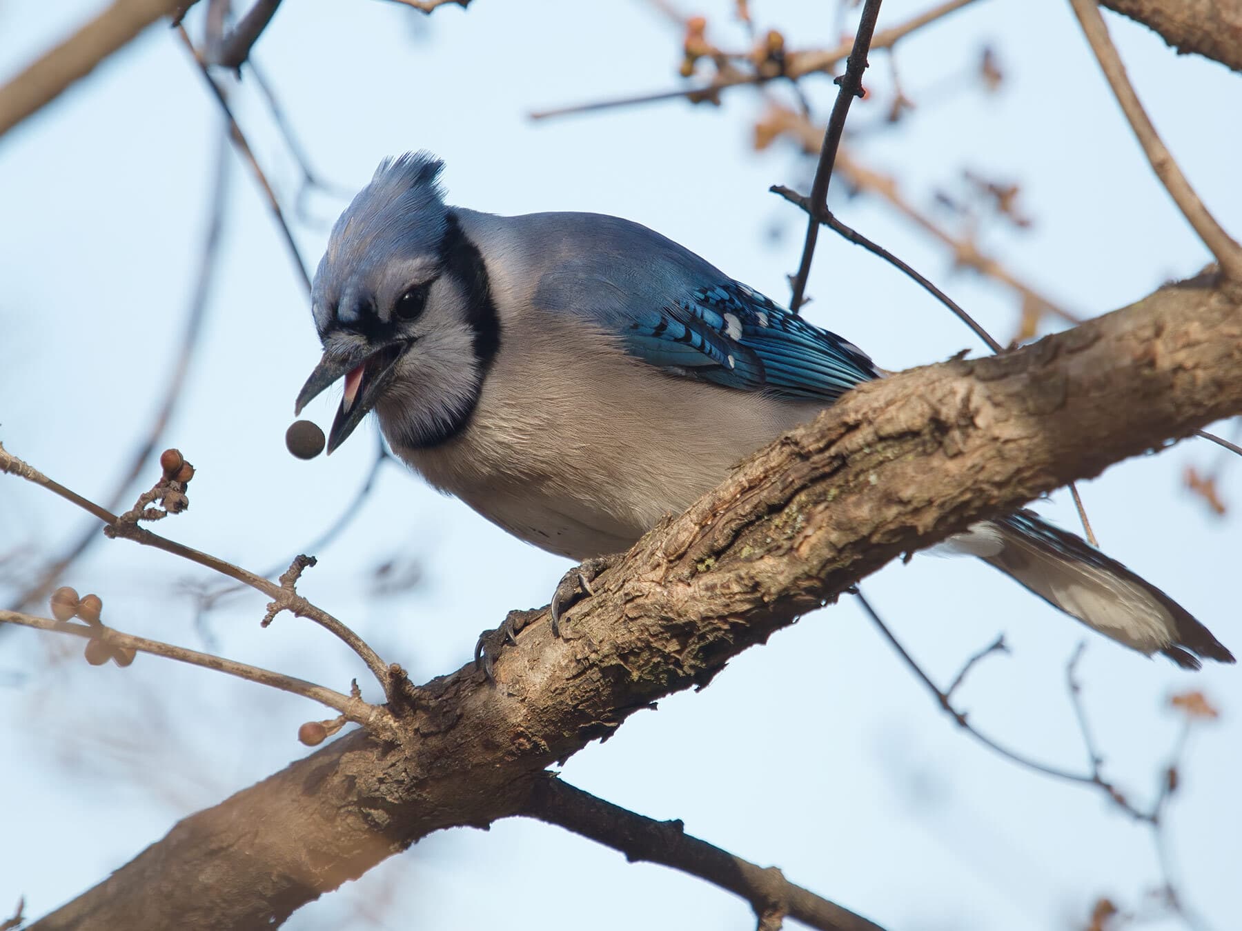 Blue jay eating