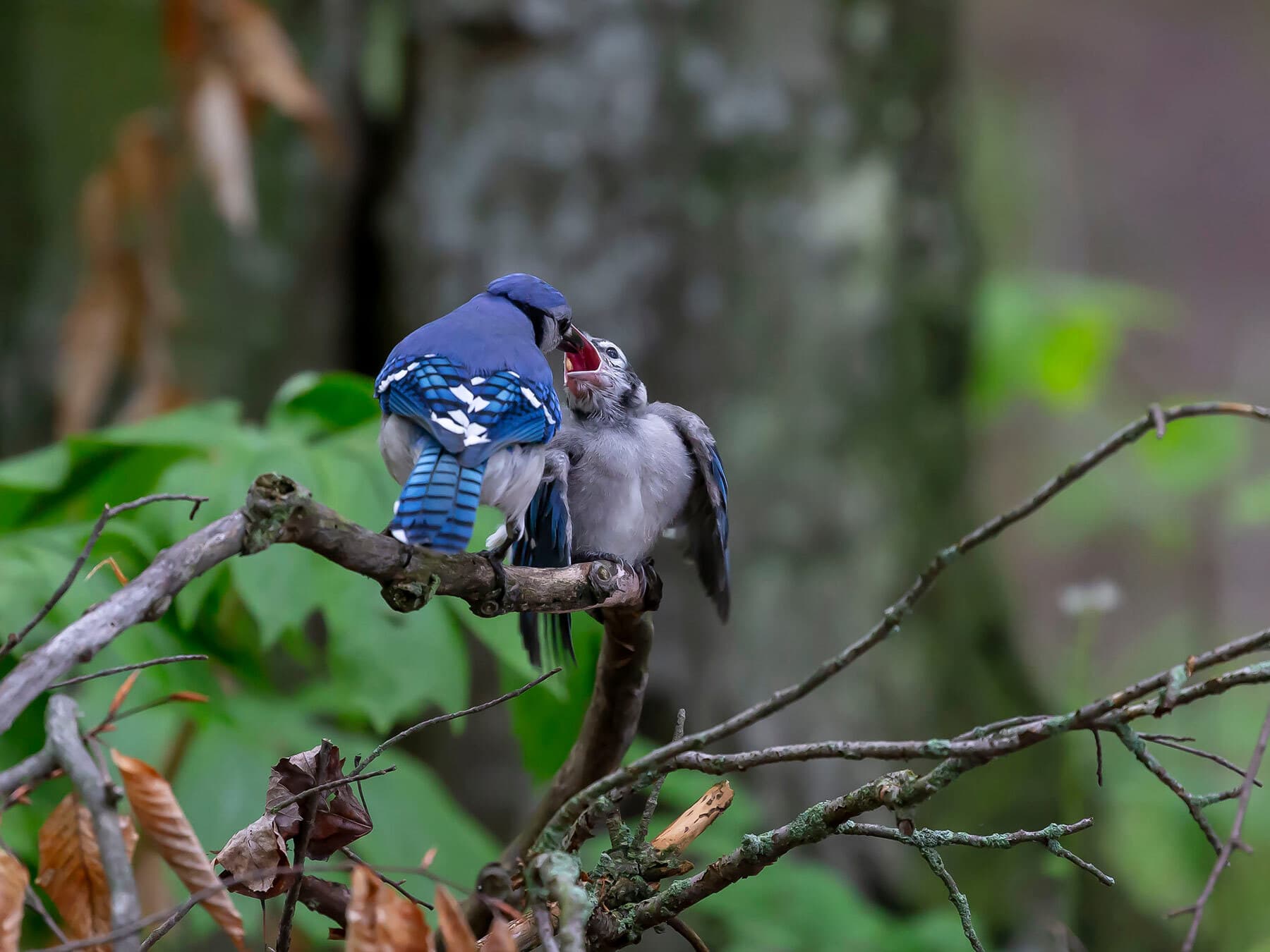 Blue jay feeding fledgling
