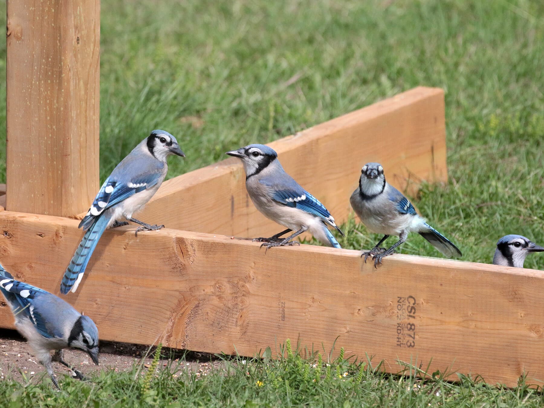 Blue jay flock