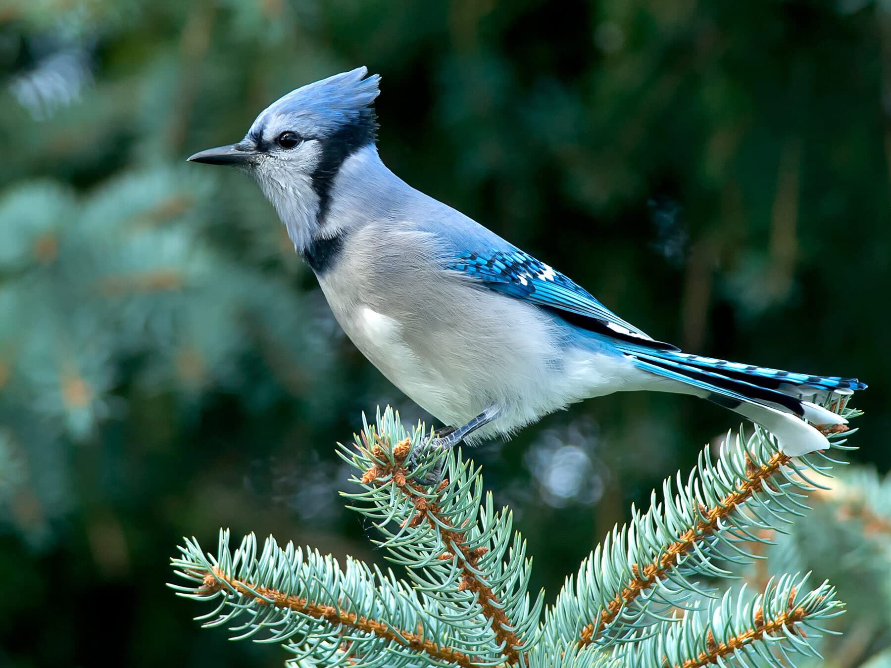 Blue jay habitat