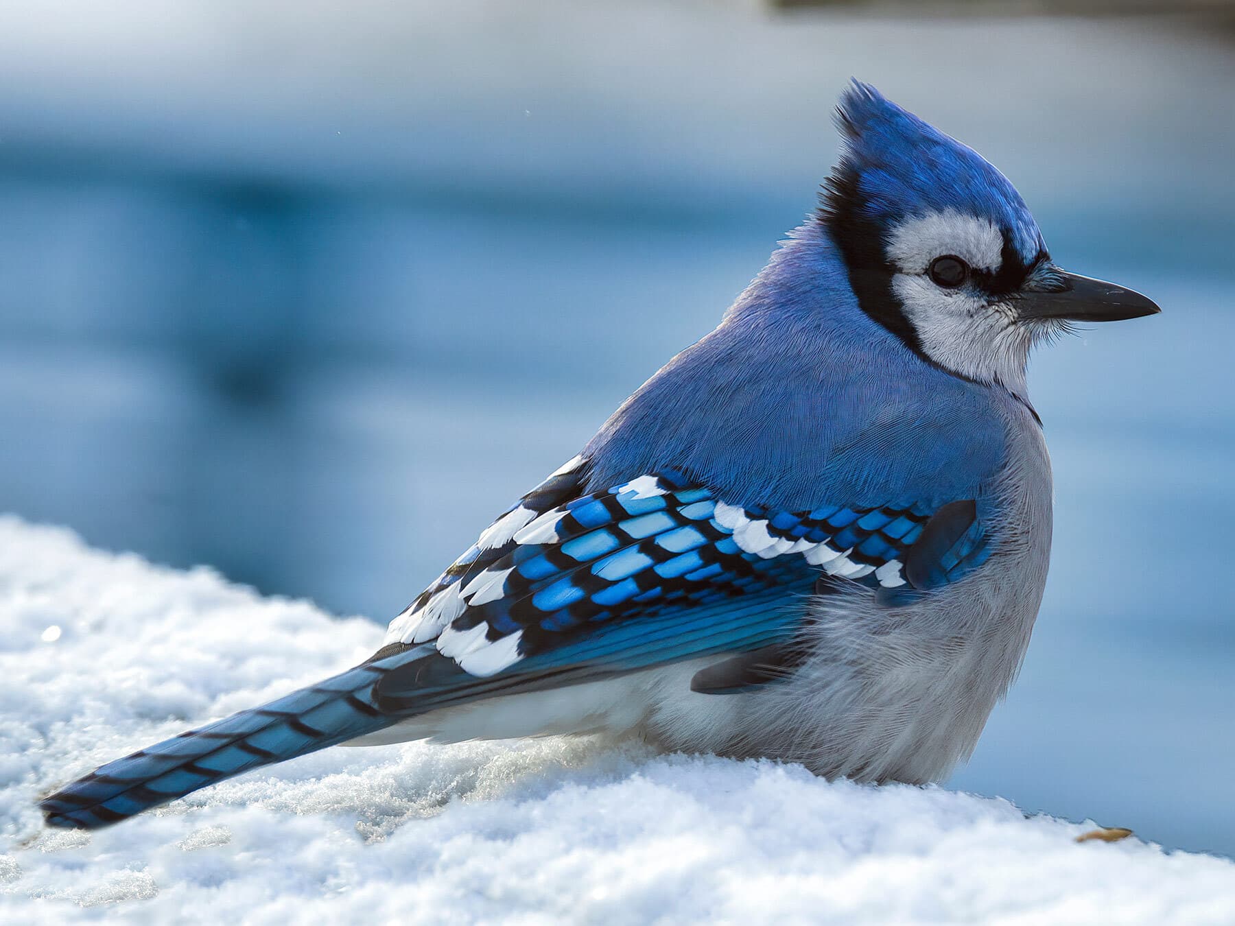 A Blue Jay on snow, its crest raised