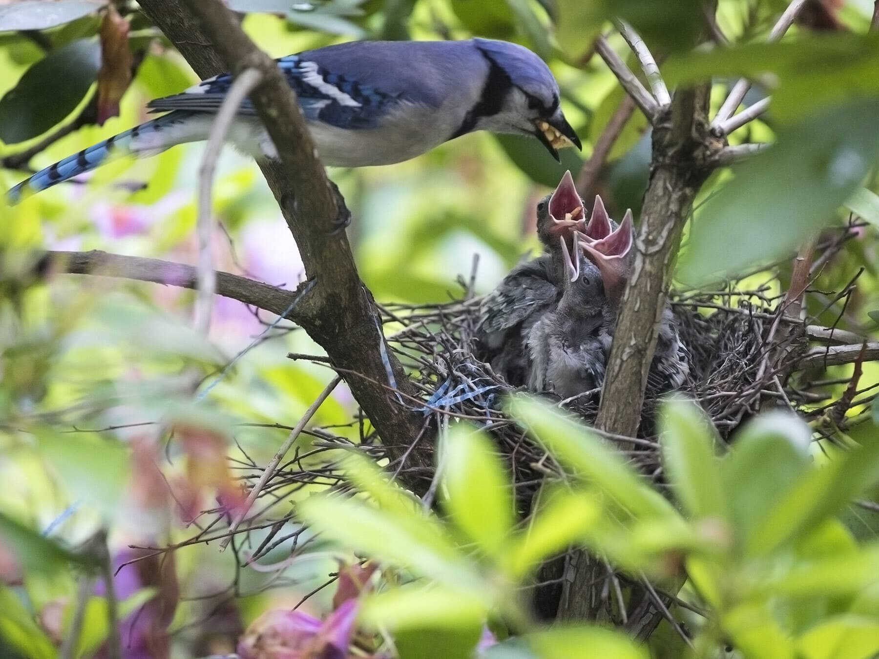 Blue jay nest
