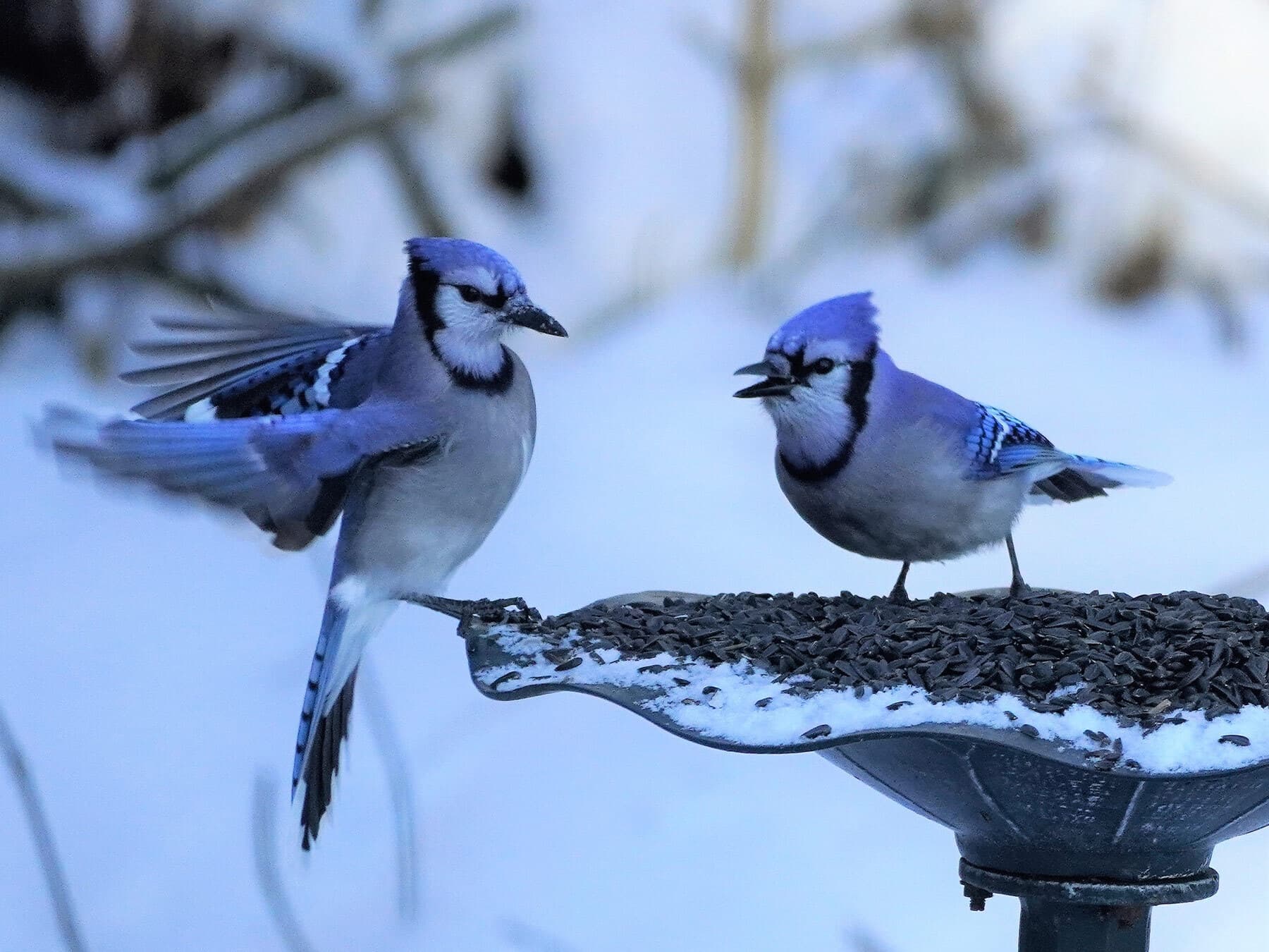 Blue jay pair