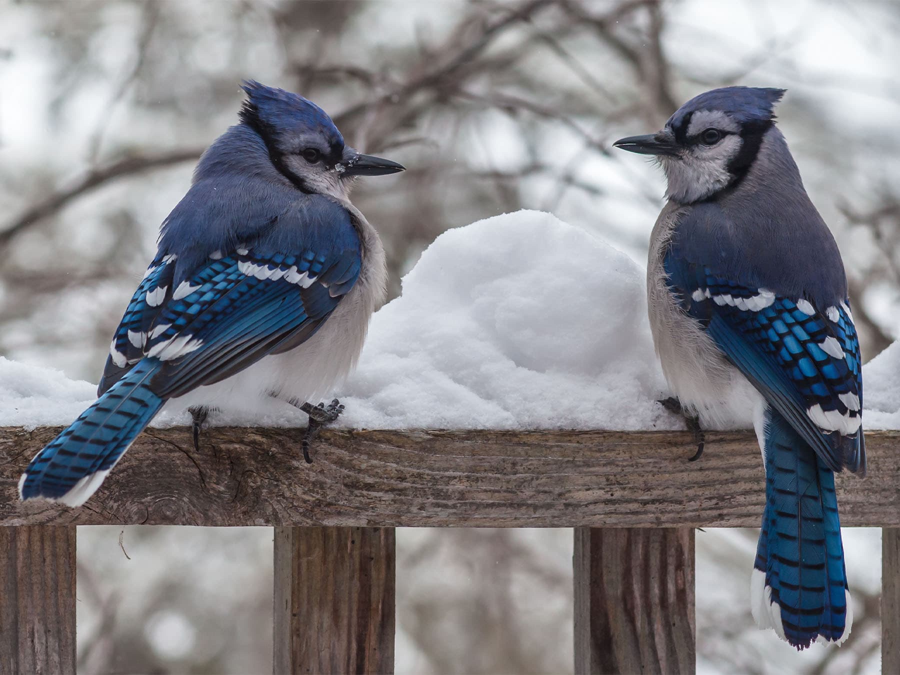 Two Blue Jays perched on a snowy deck rail