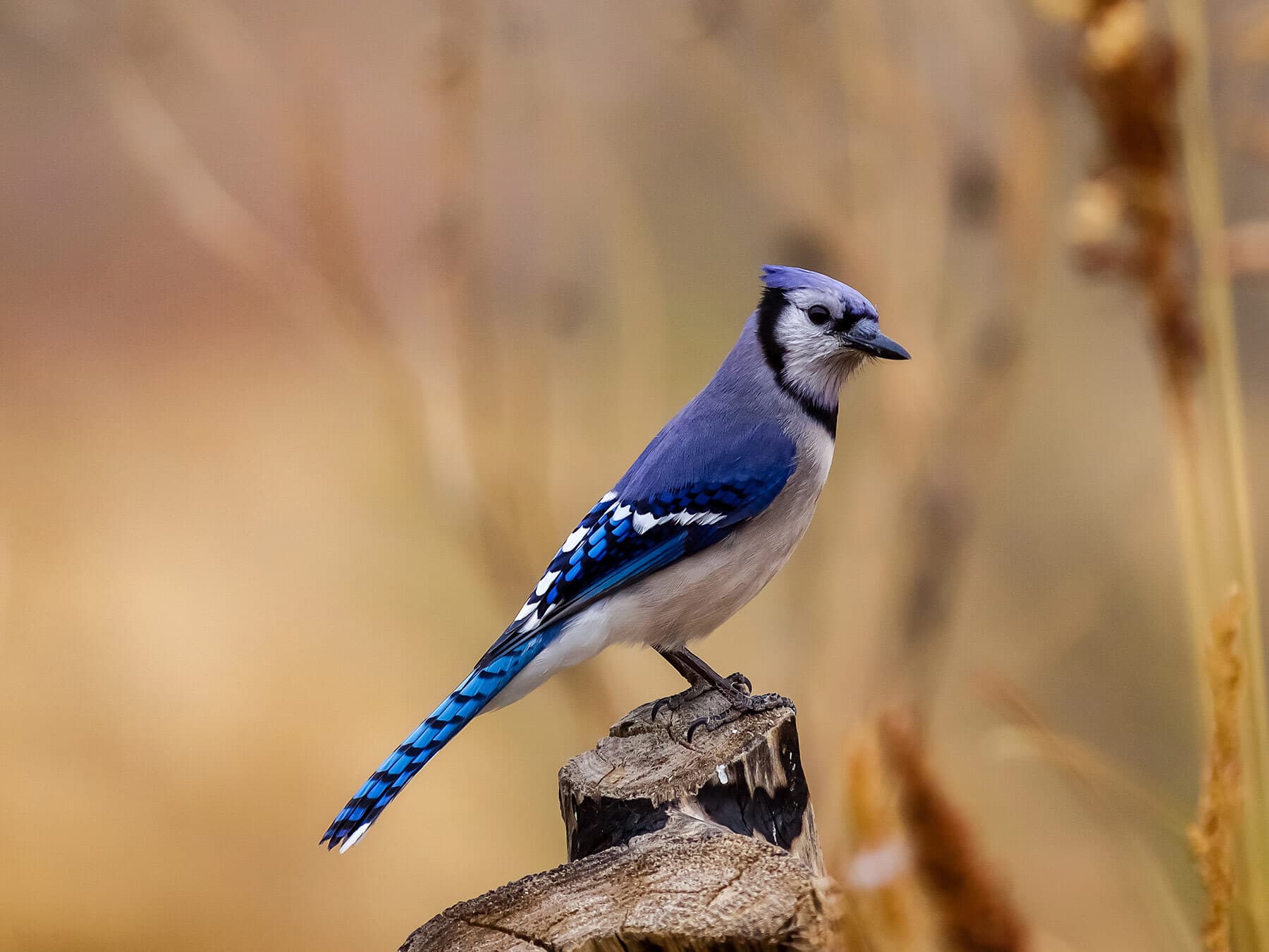 Blue jay perched