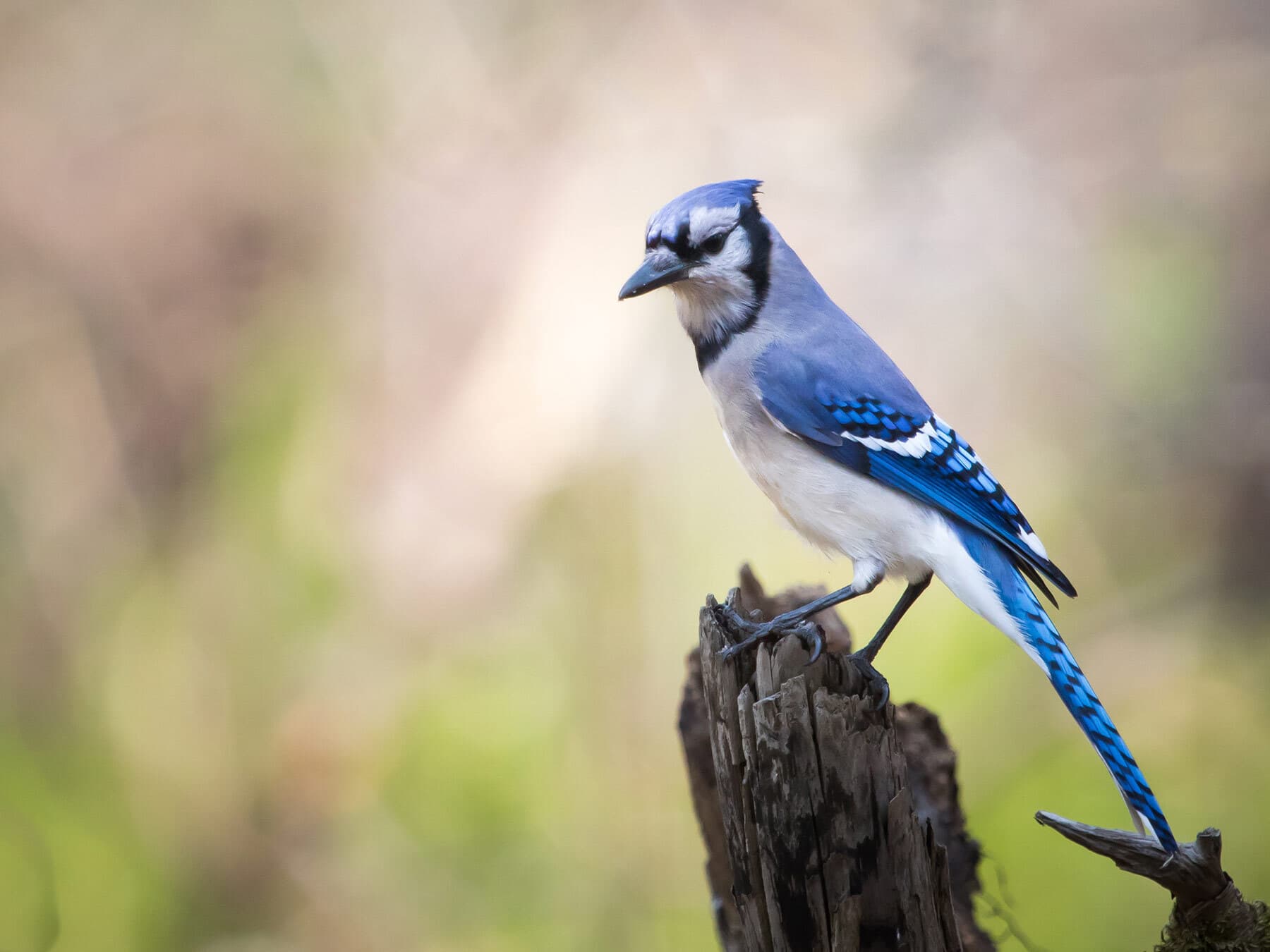 Blue jay perched