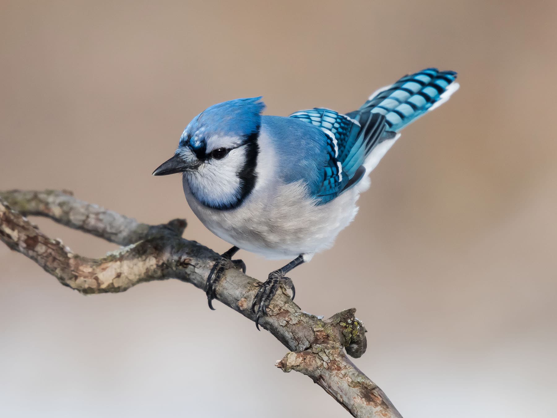 Blue jay perched
