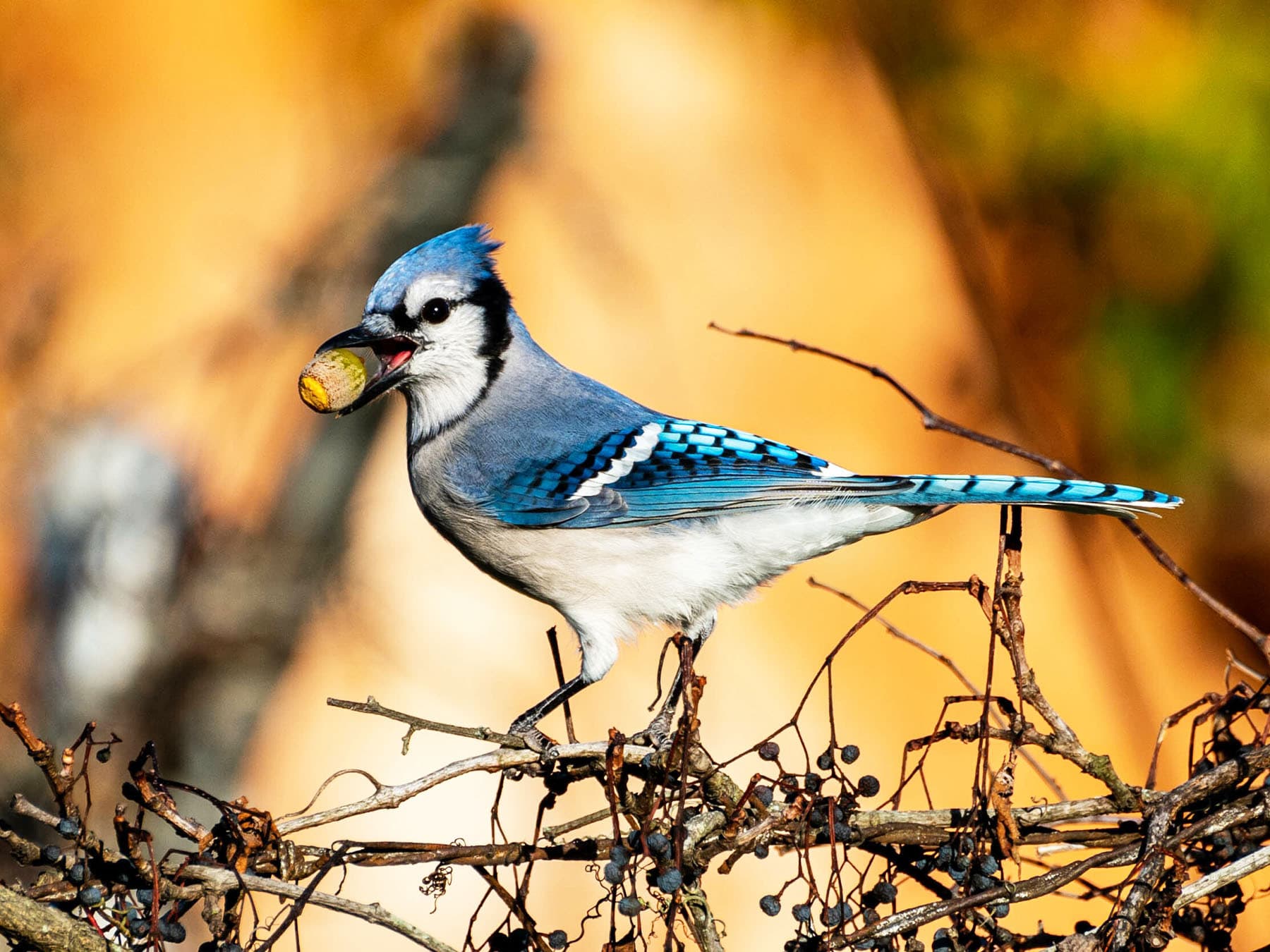 Blue jay perching in bush with an acorn in beak