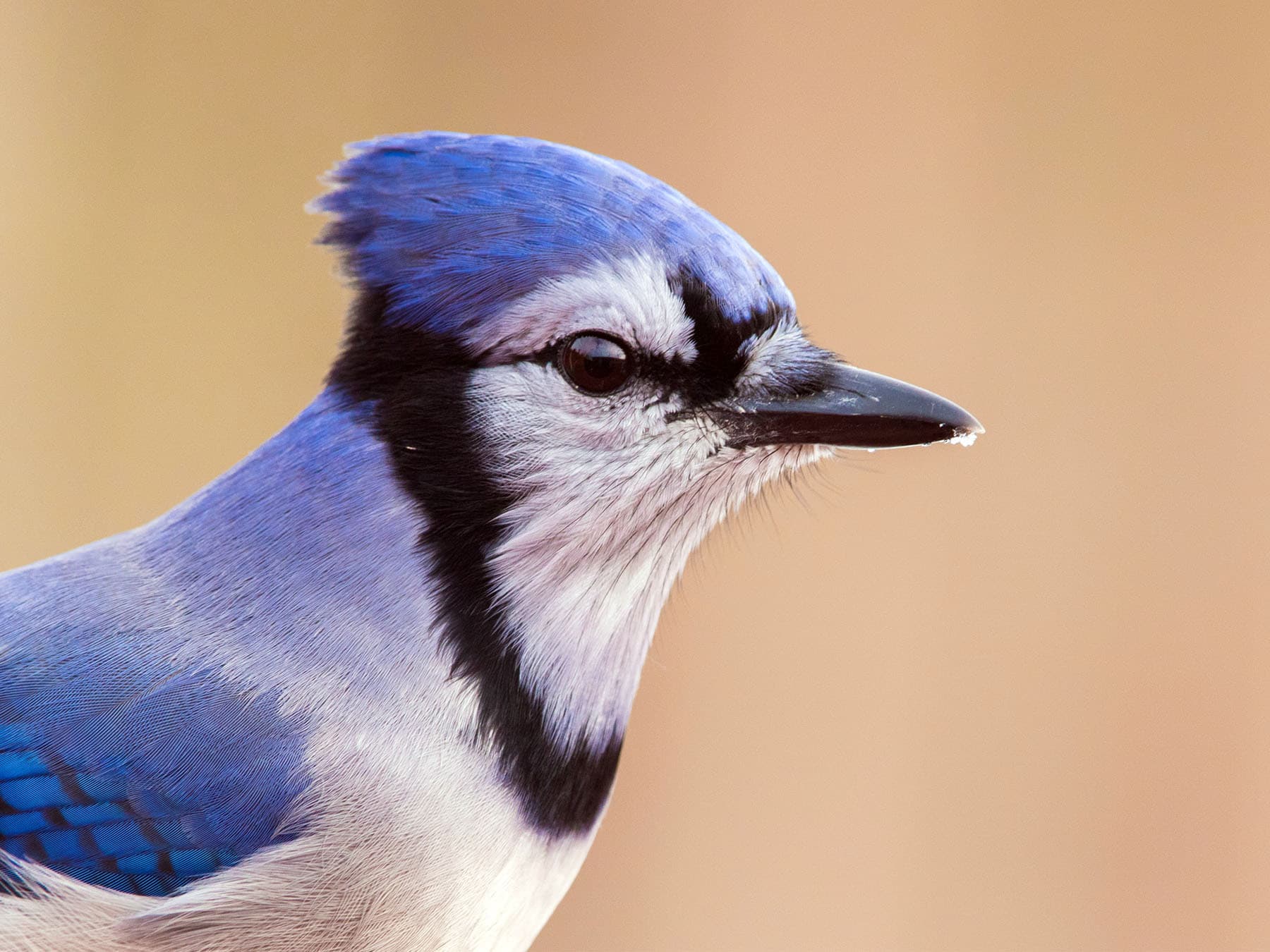 The crest that gives the Blue Jay its species name, cristata