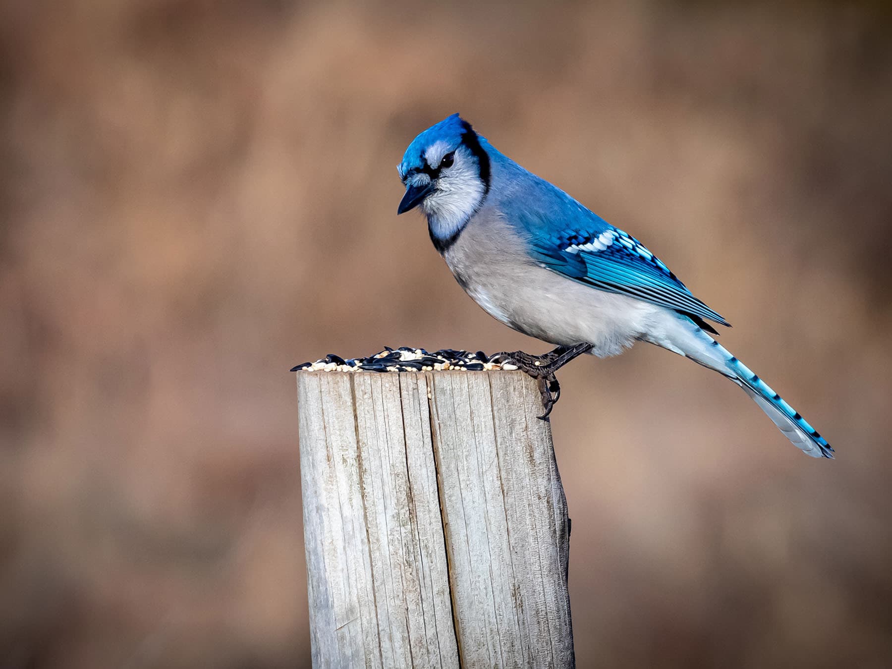 Blue jay positive