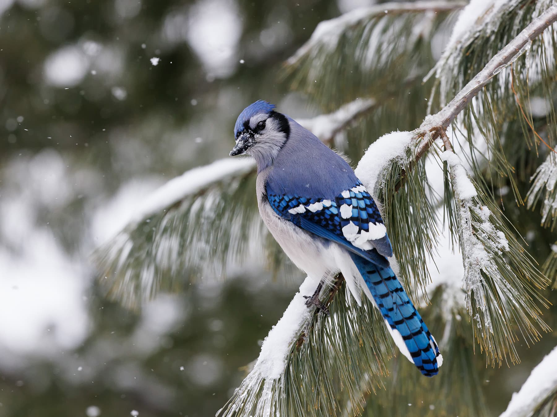 Blue jay snow pine tree