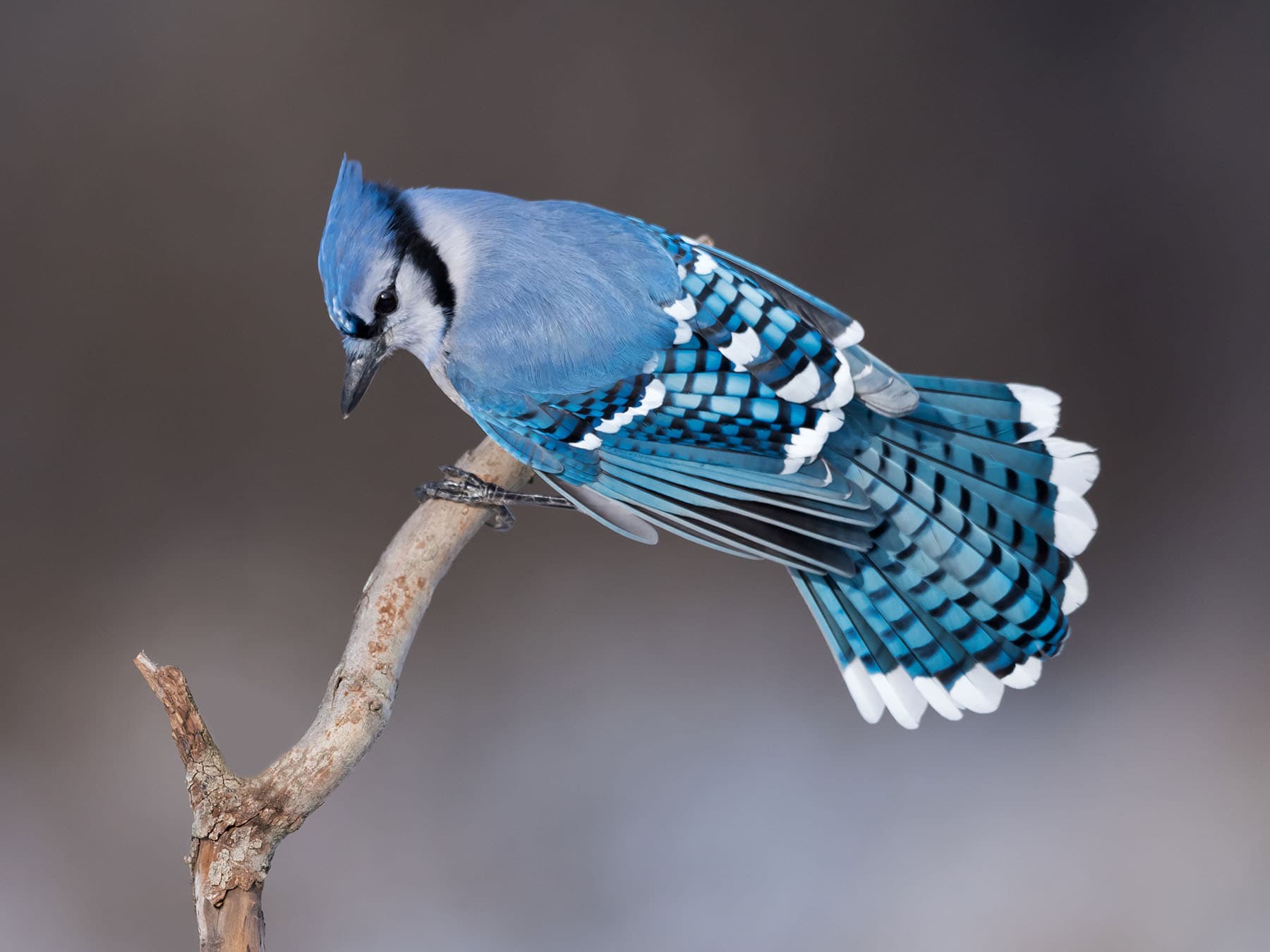 Blue jay symbol