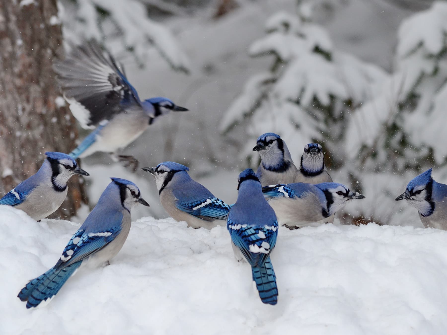 Blue jay winter flock