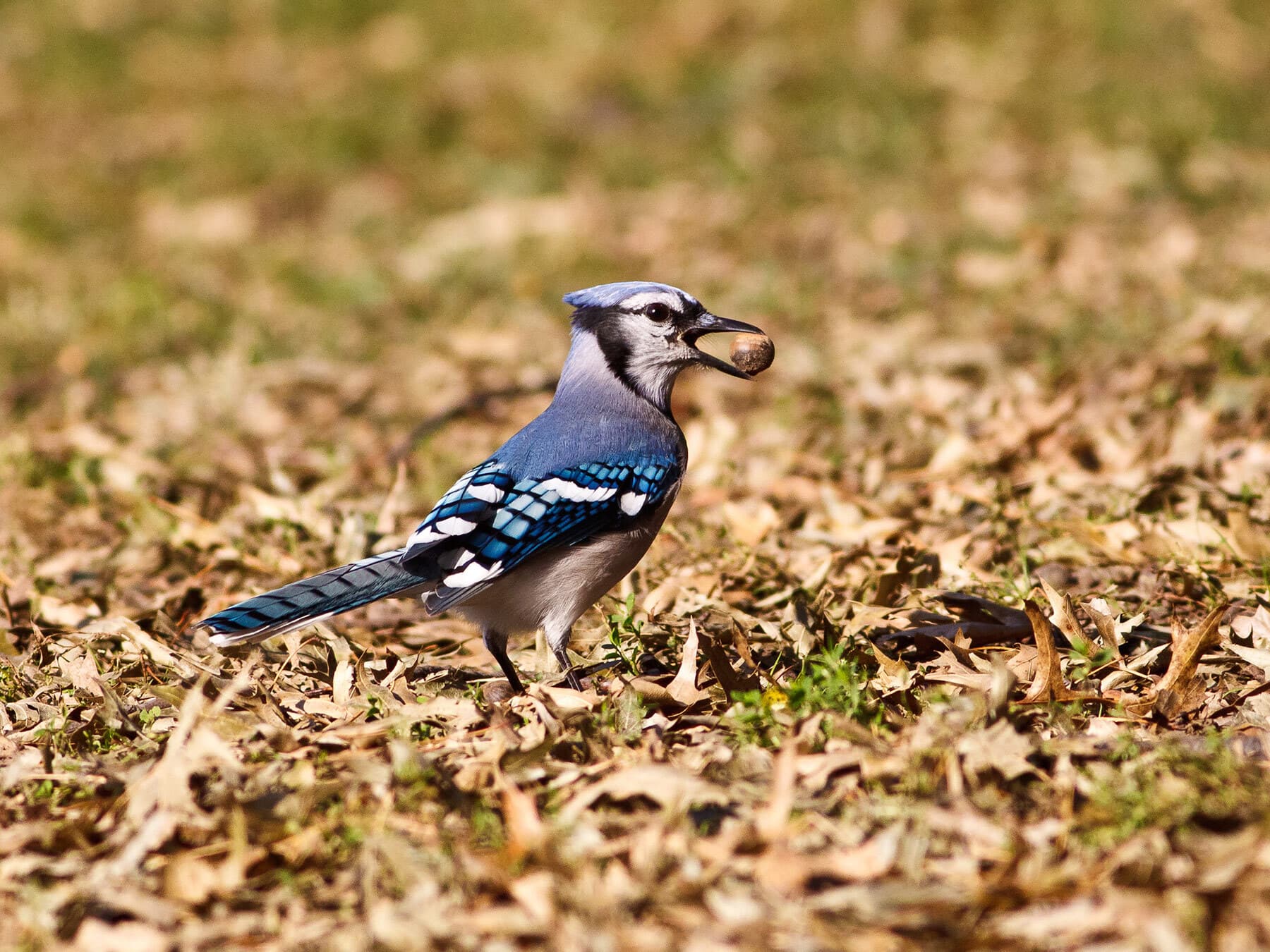 A Blue Jay with an acorn on fallen leaves