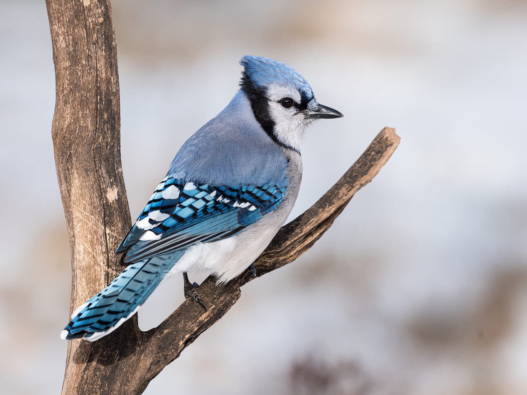 Blue jay