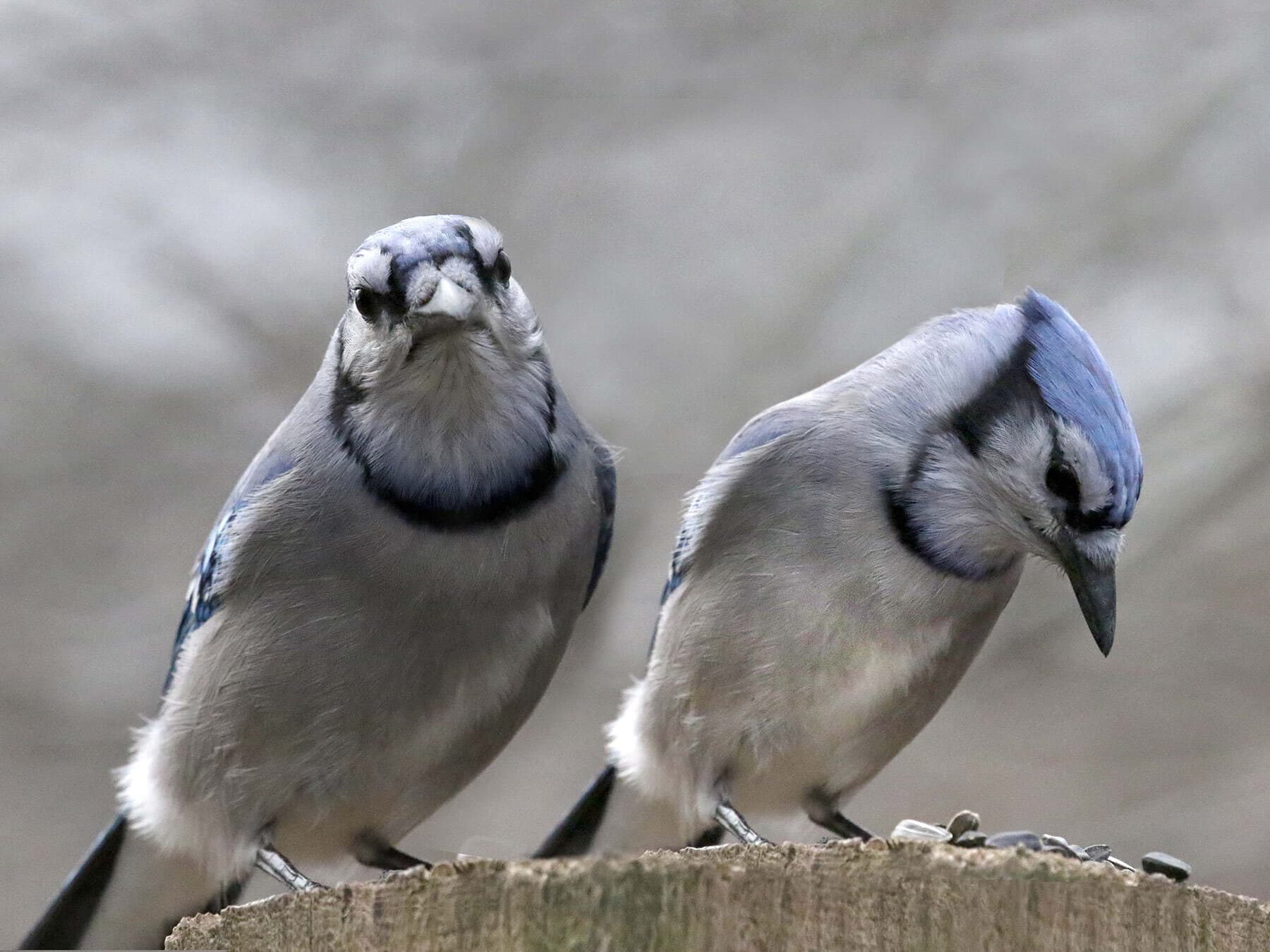 Blue jays at feeder