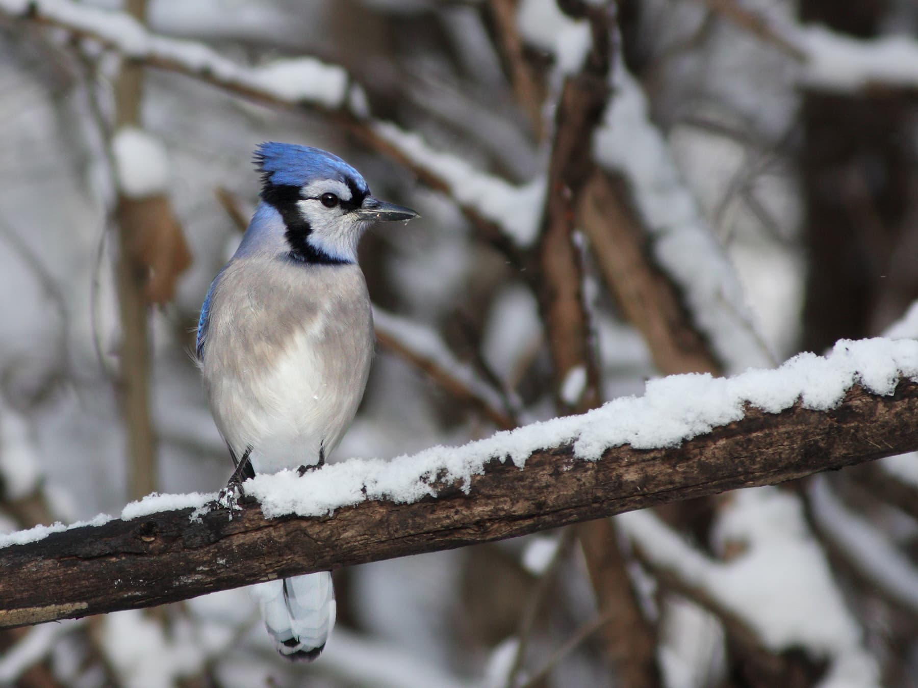 Blue Jays in Winter (Location, Behavior, Survival + FAQs)