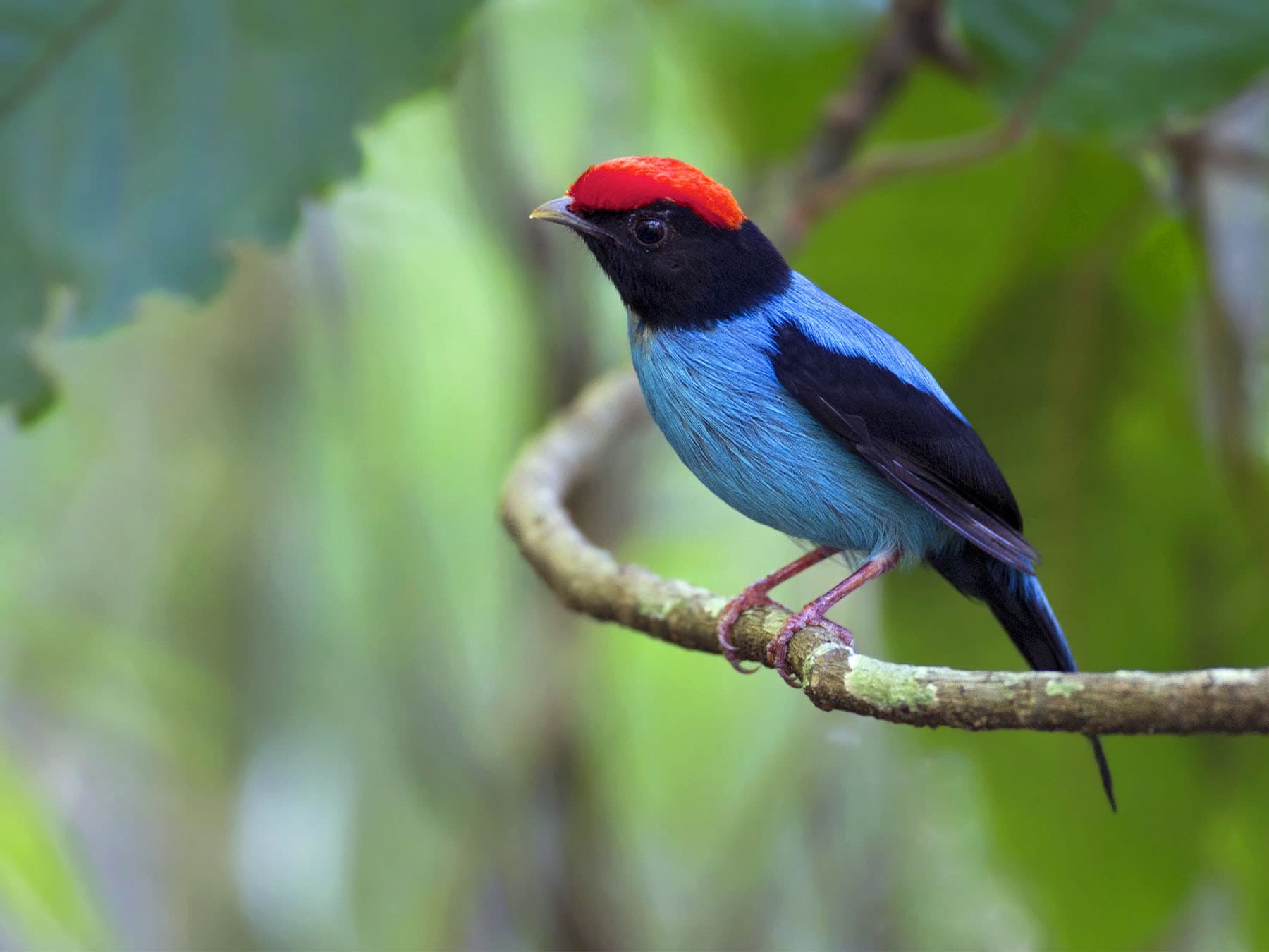 Blue manakin perching on branch