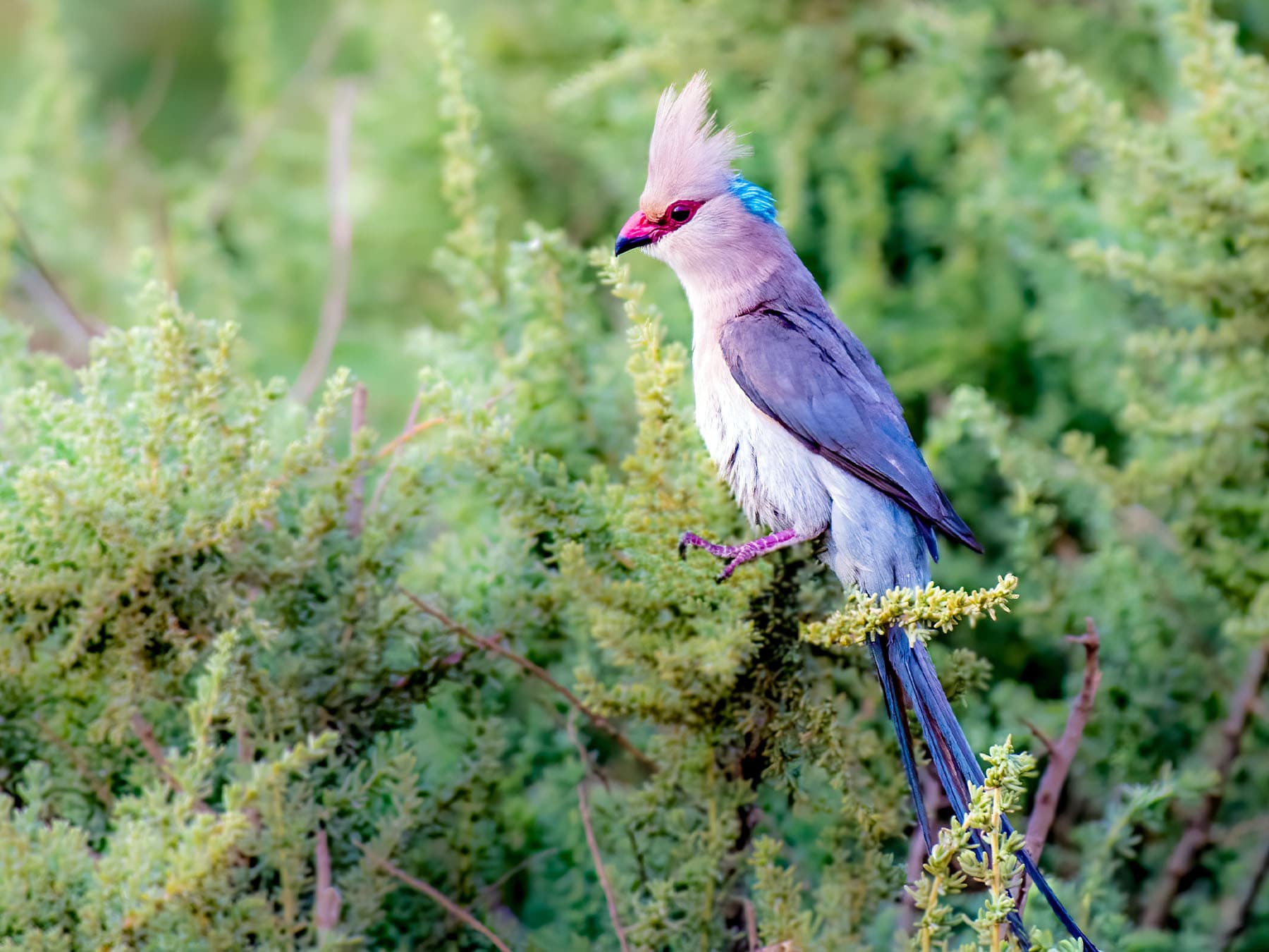 Blue-naped Mousebird