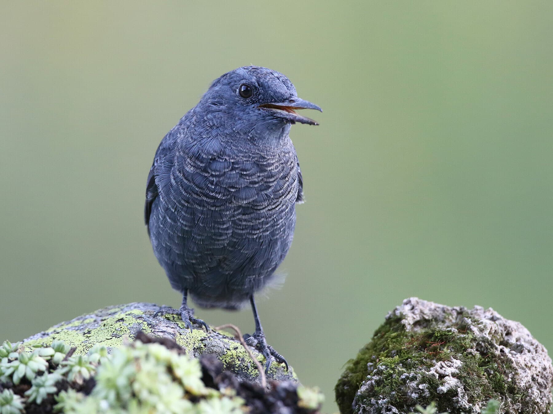 Close up of a Blue Rock Thrush