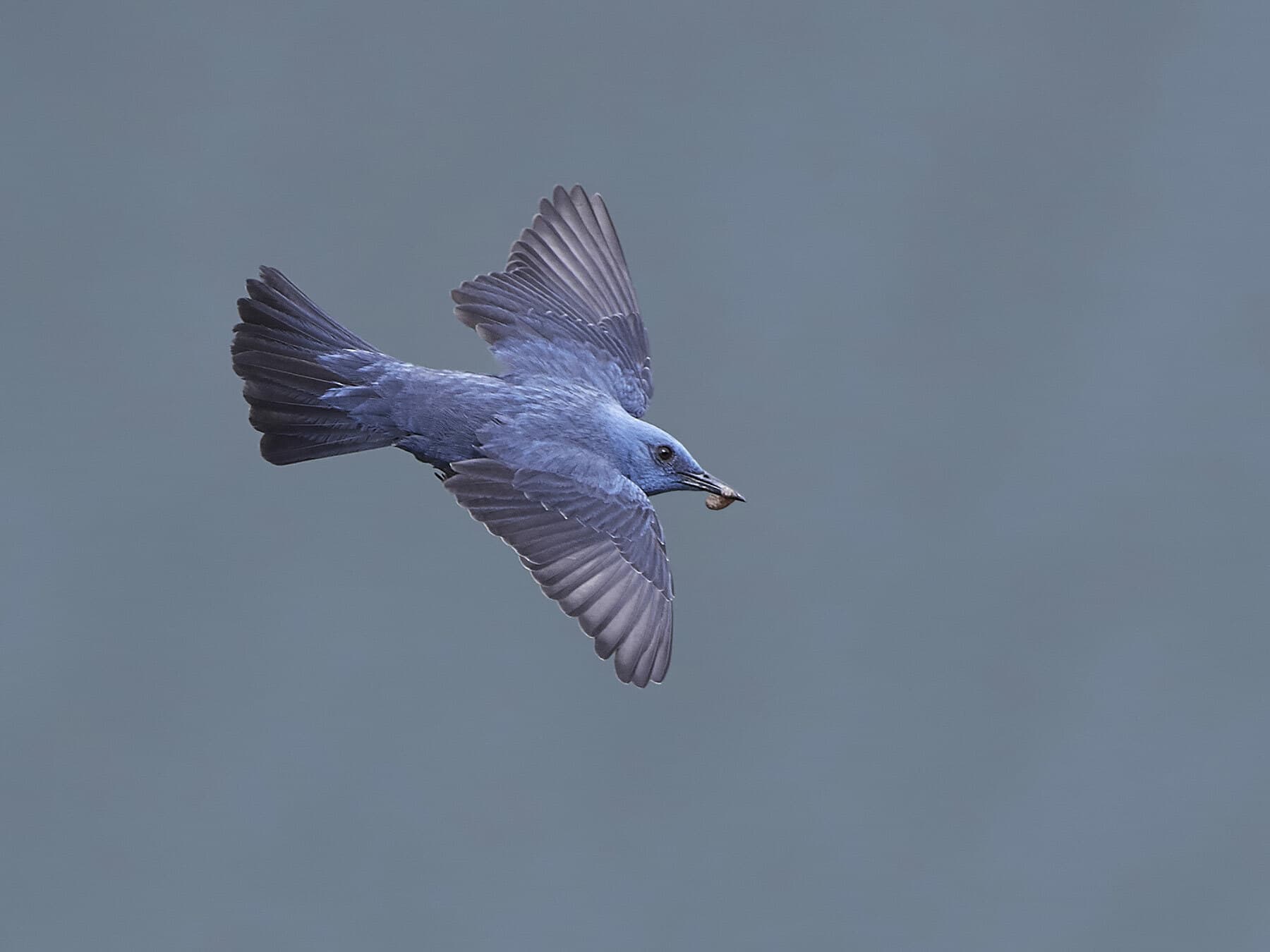 Blue Rock Thrush in flight