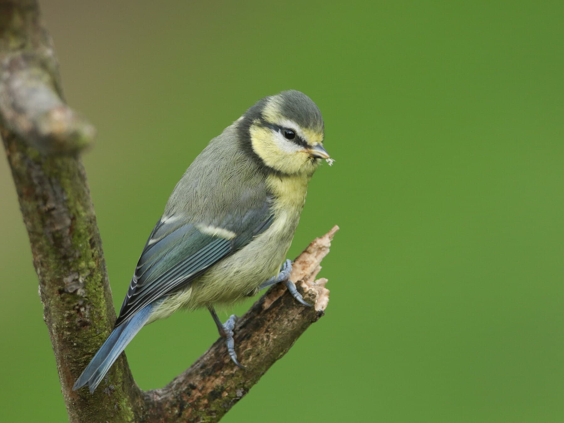 A Blue Tit perched on a thin branch