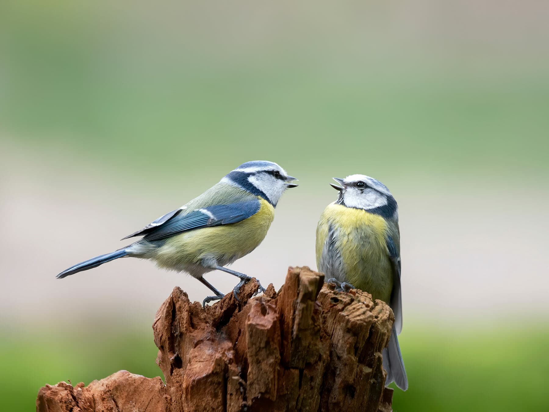 A pair of Blue Tits