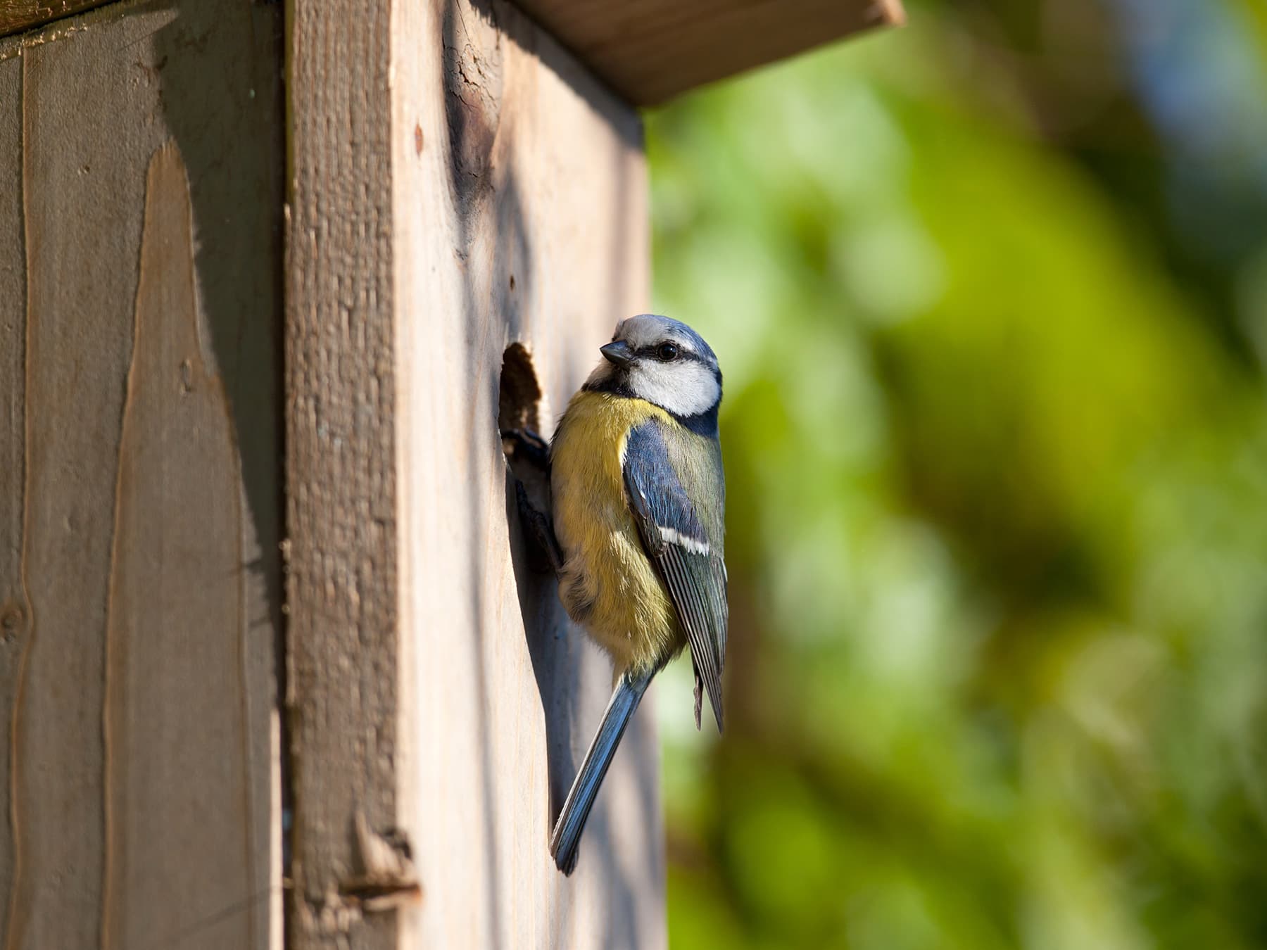 Blue tit at nesting box