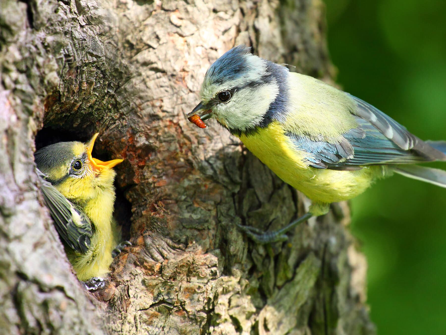 Blue tit cavity nest