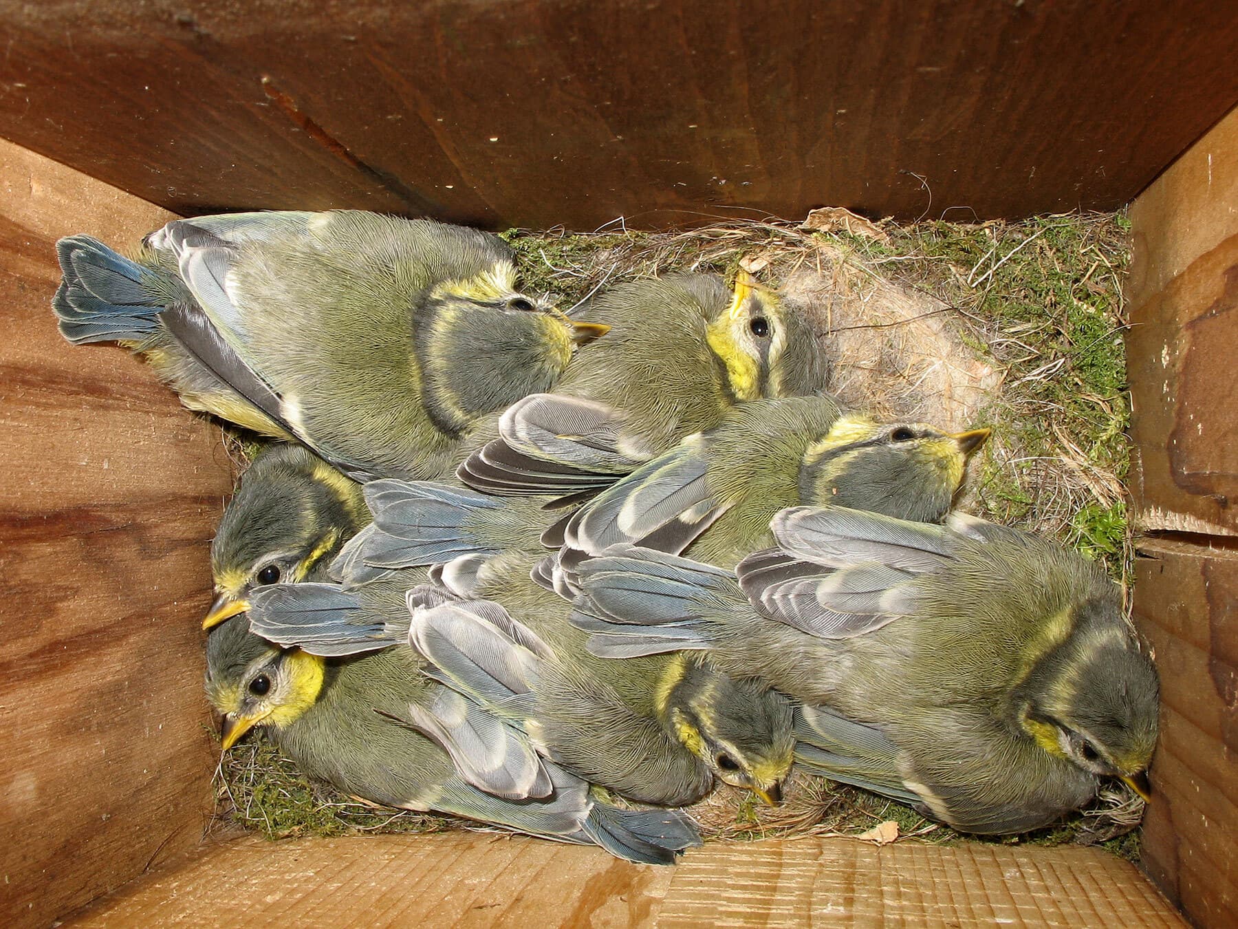Blue tit chicks