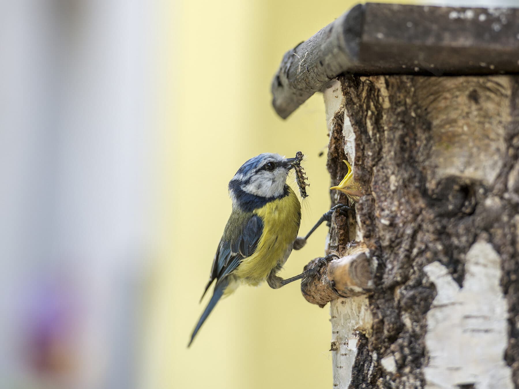 Blue tit feeding chicks caterpillars