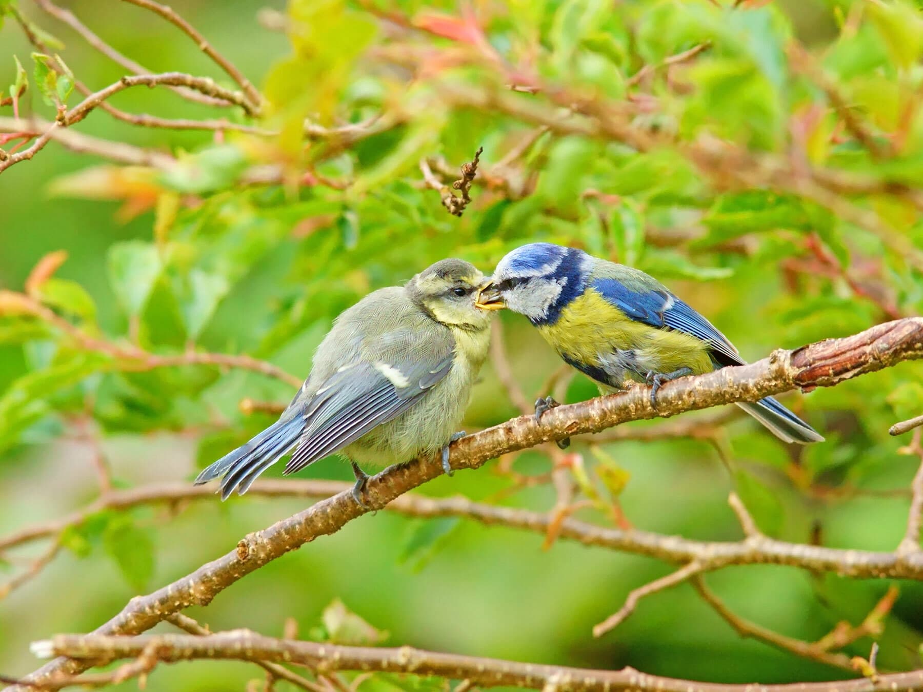 Blue tit feeding fledgling