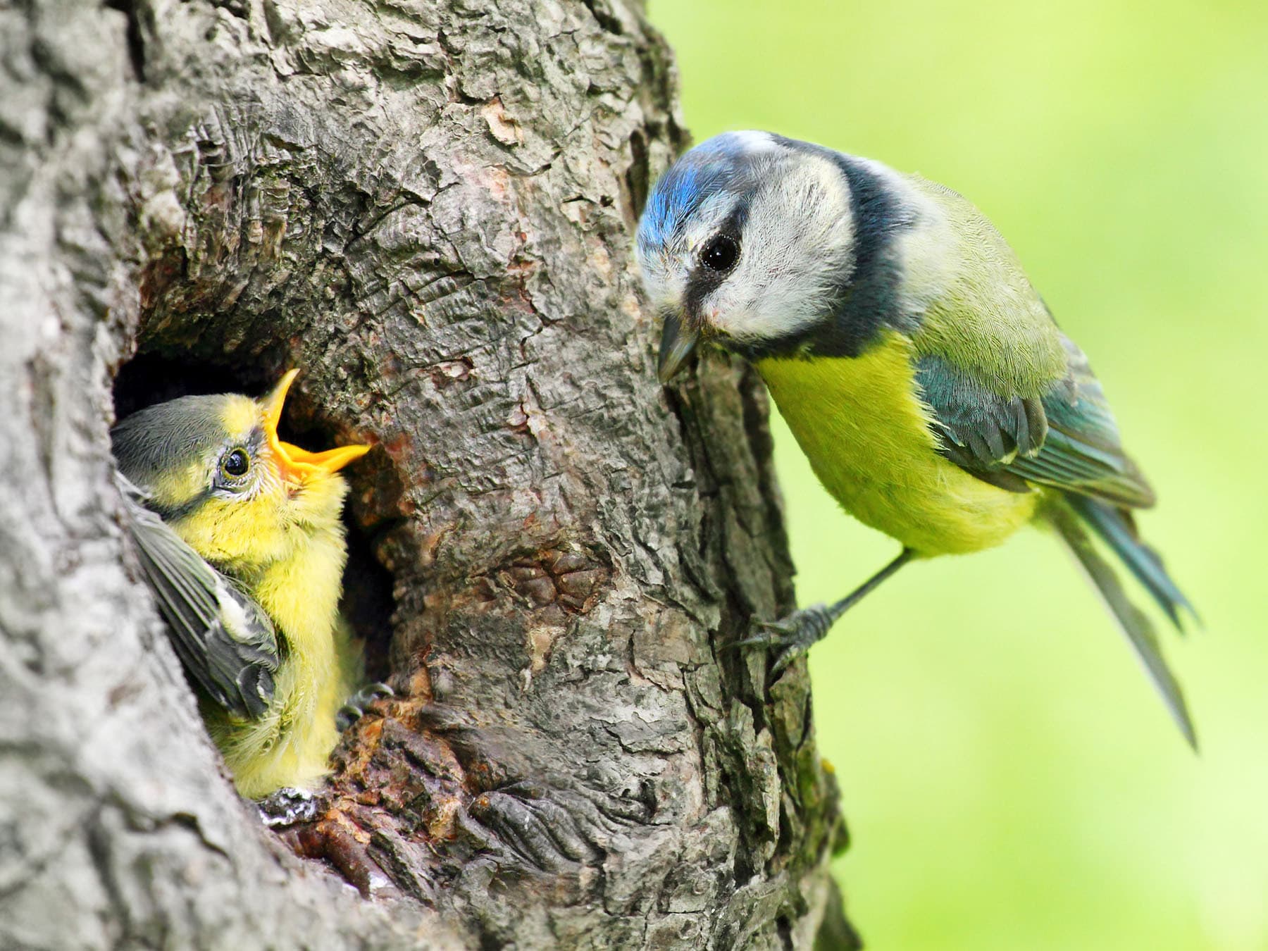 Blue tit feeding her young