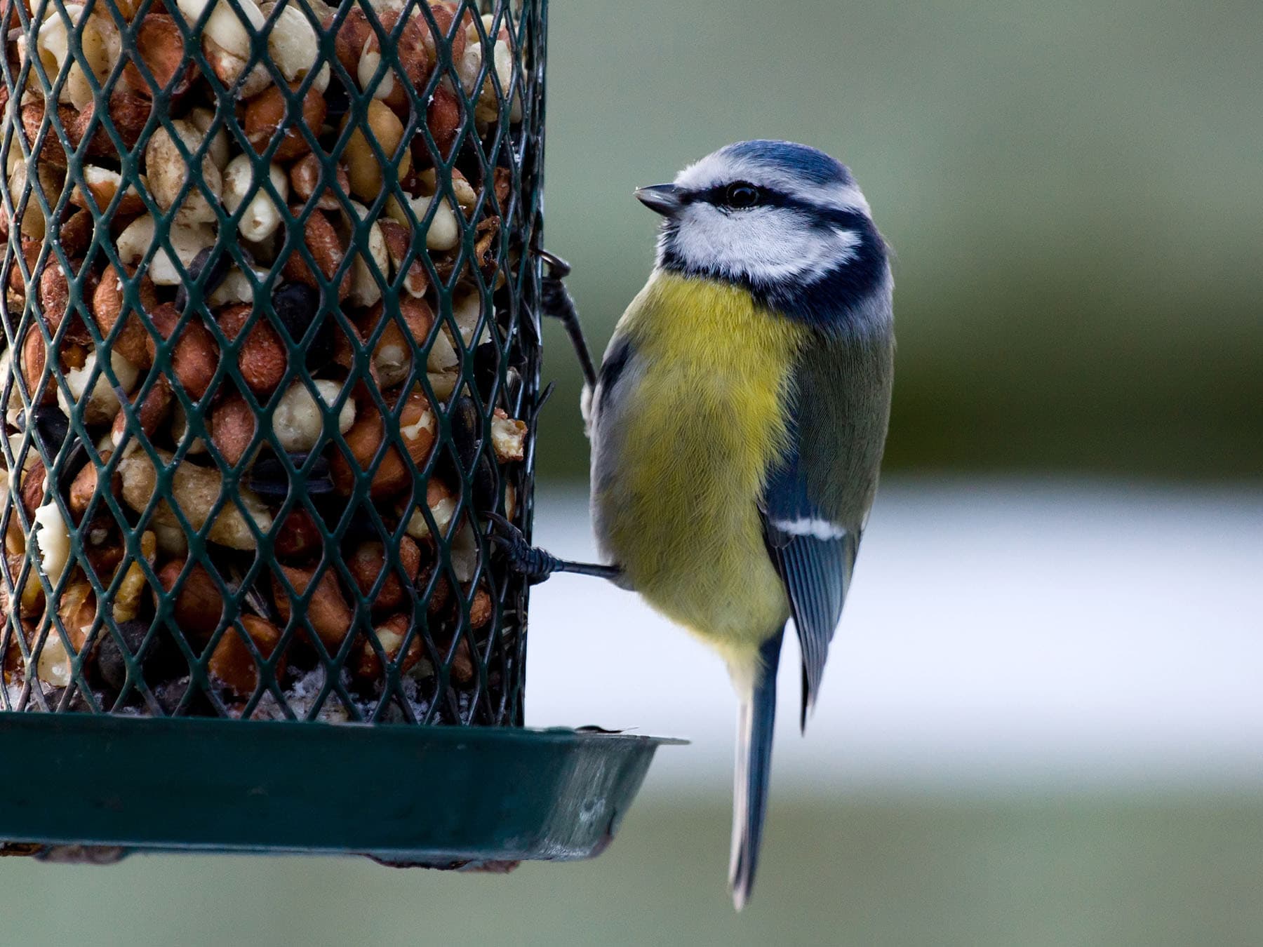 Blue tit feeding on garden bird feeder